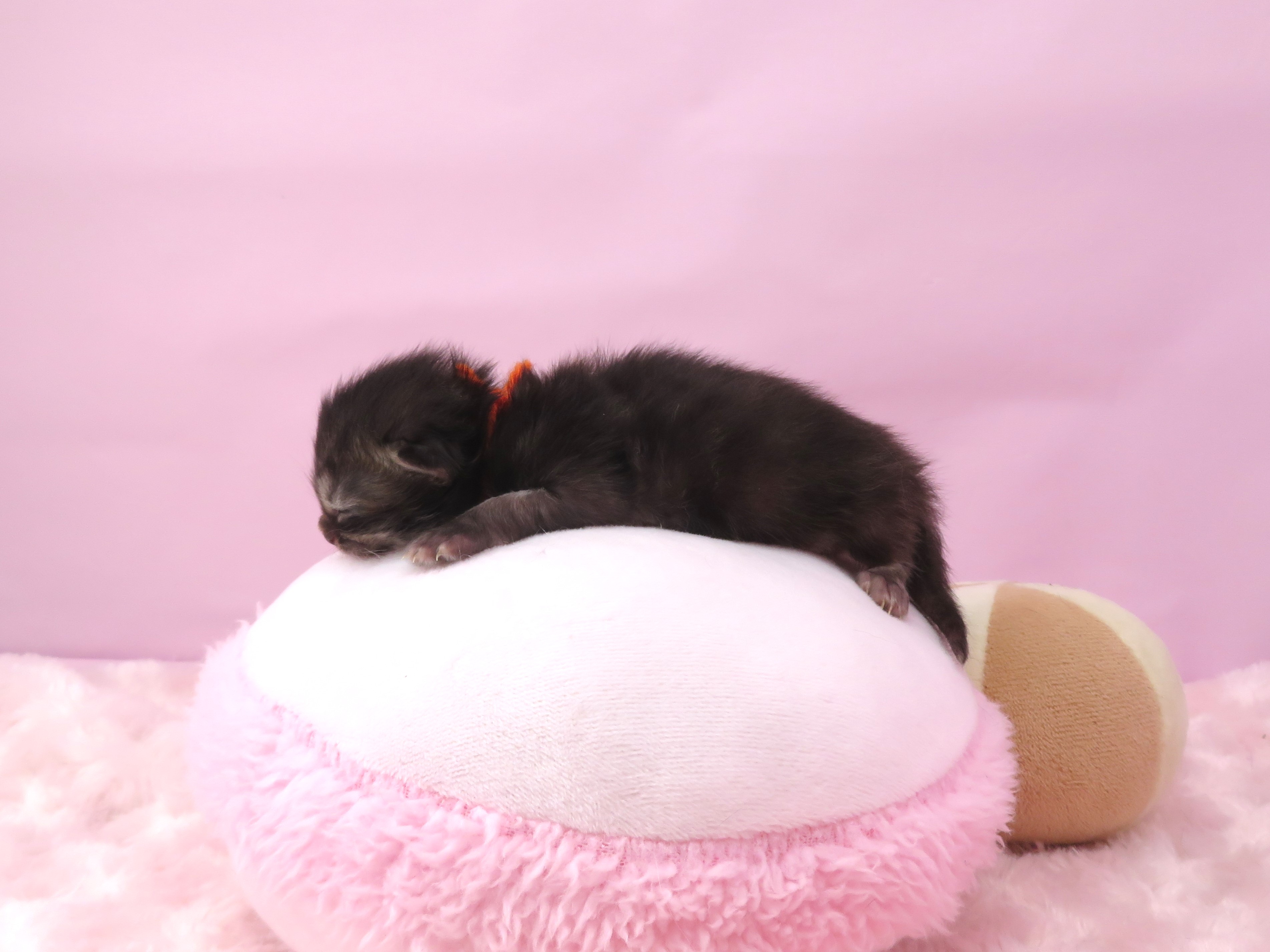 赤ちゃん写真1-2
