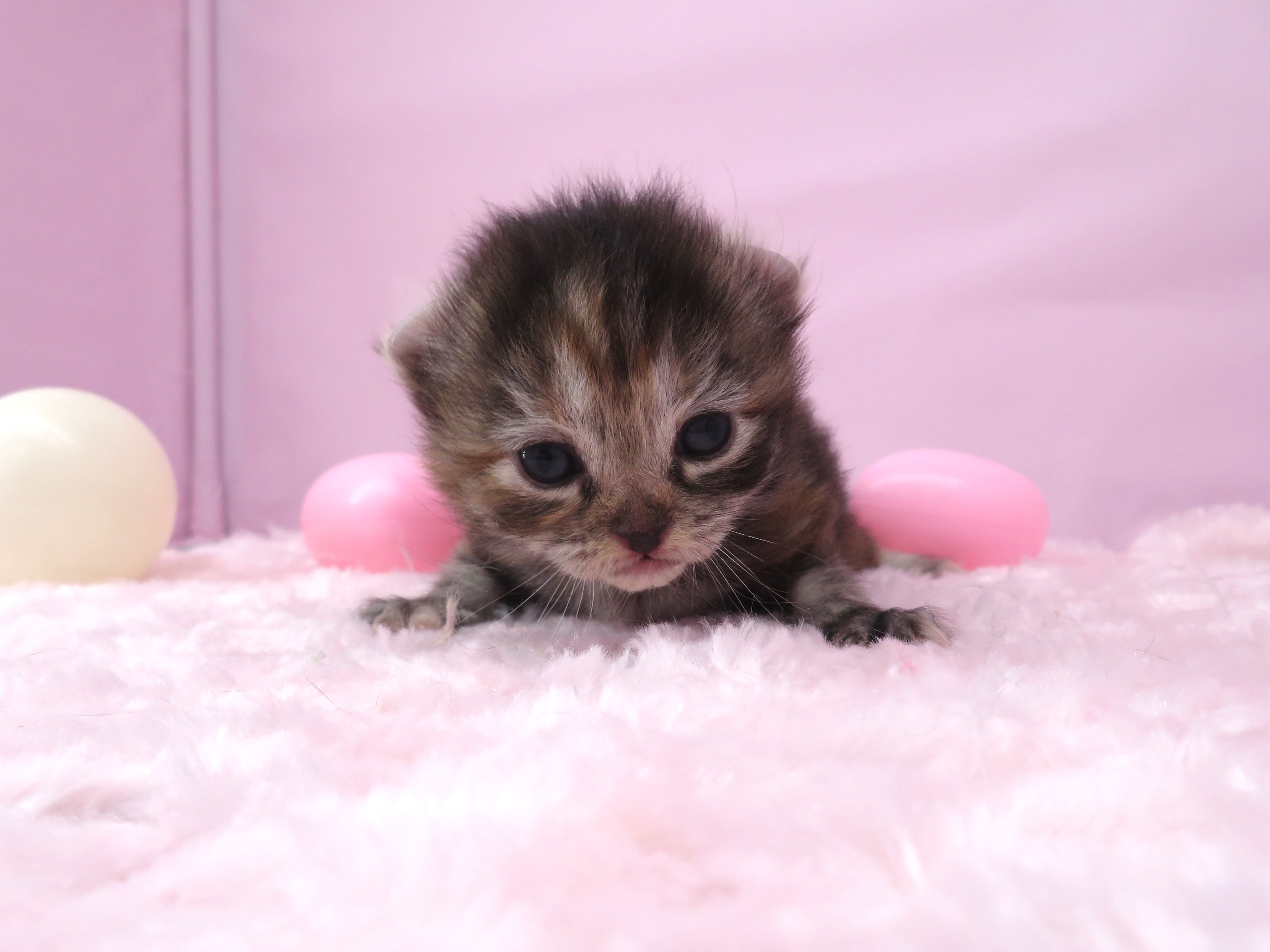 赤ちゃん写真1-1