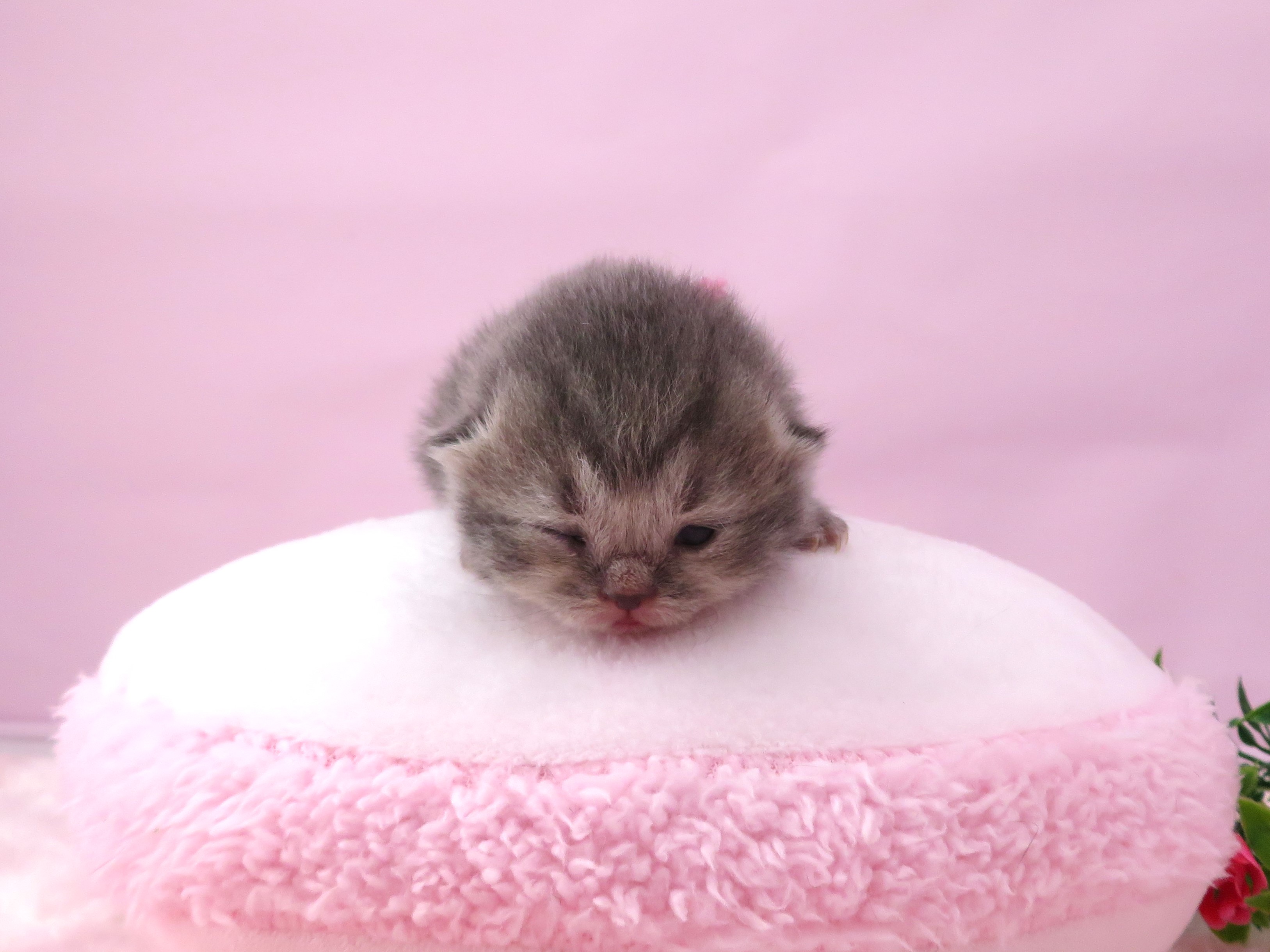 赤ちゃん写真1-1