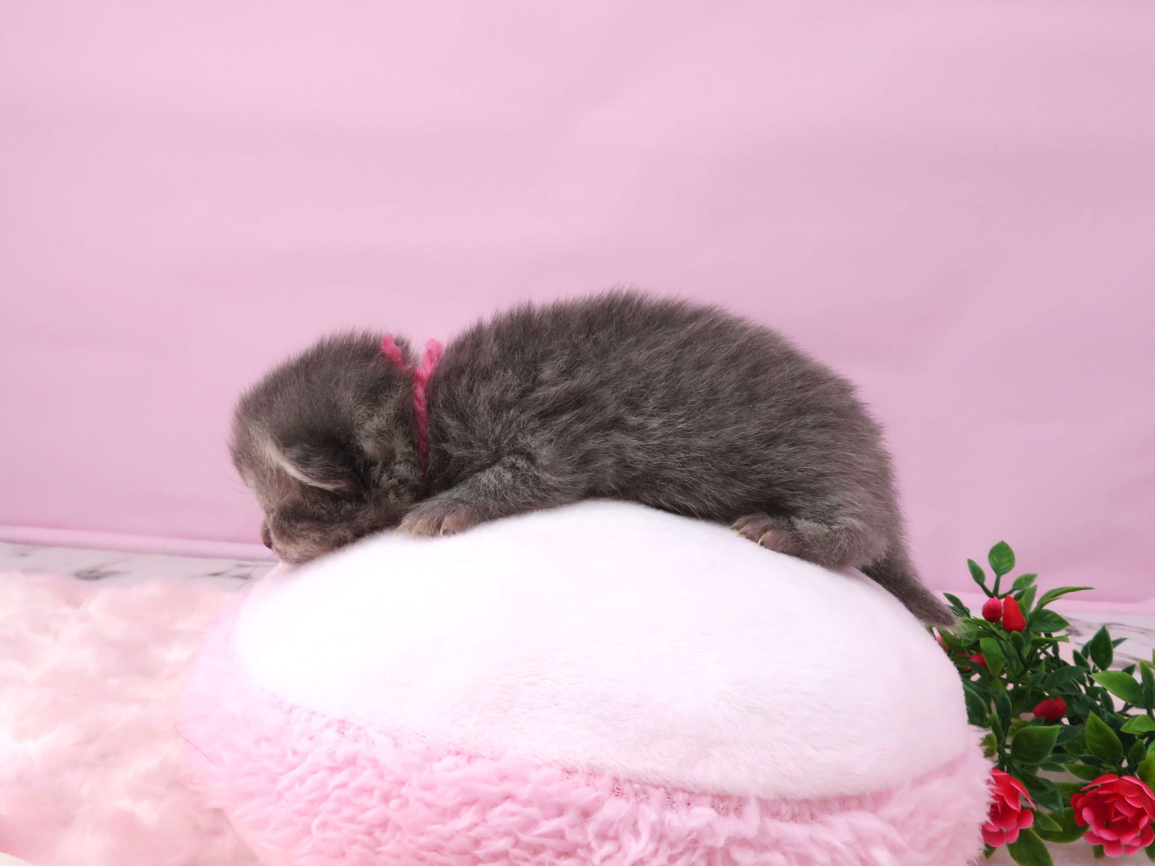 赤ちゃん写真1-2