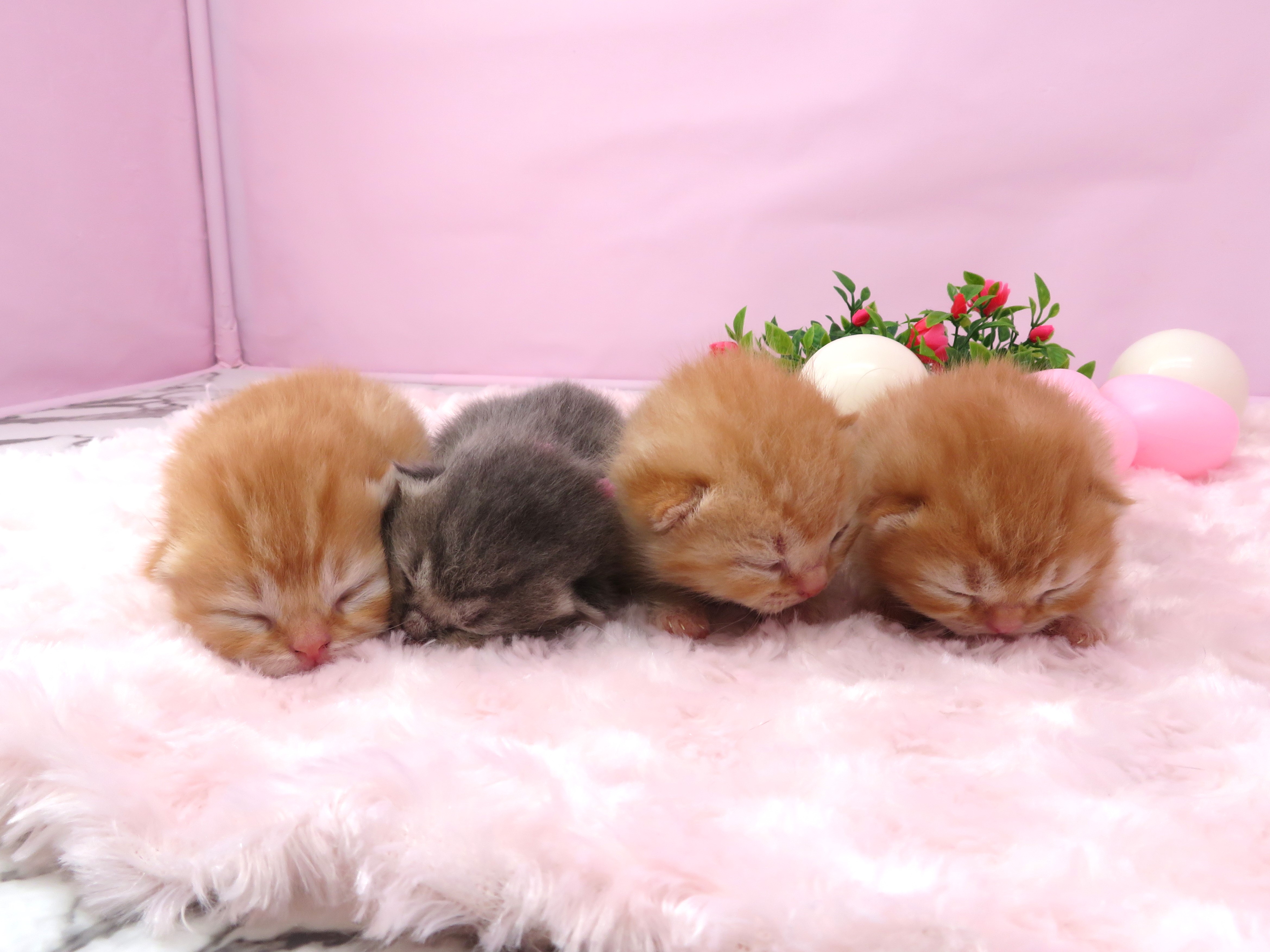 赤ちゃん写真1-3