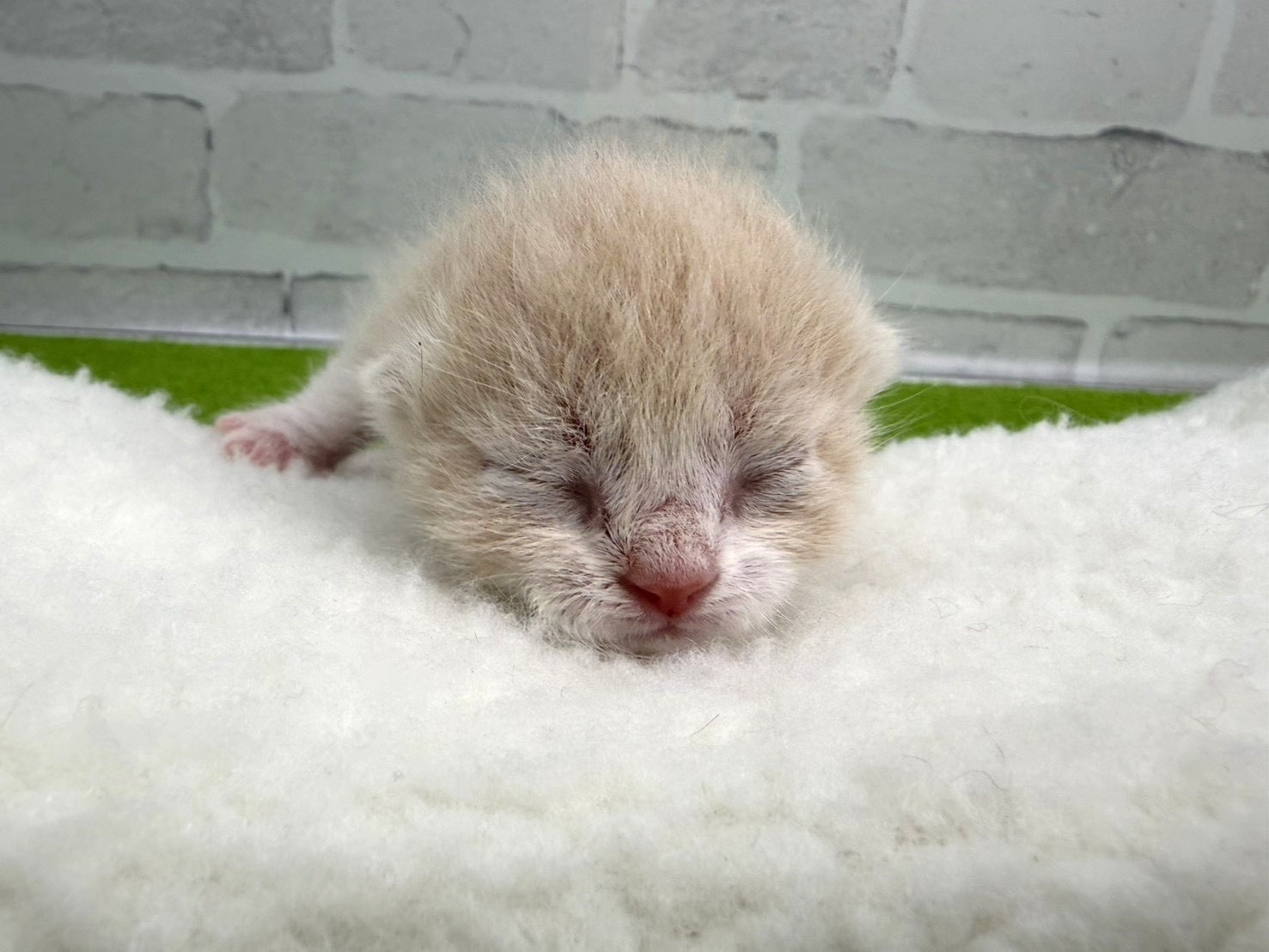 スコティッシュフォールド