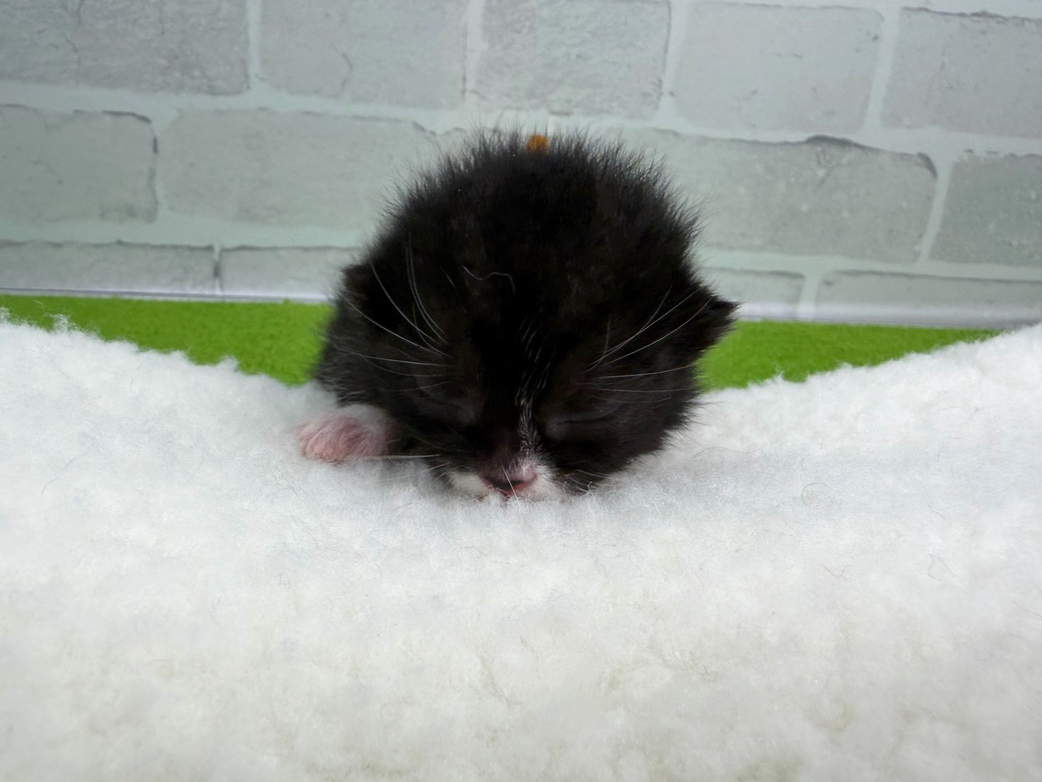 スコティッシュフォールド