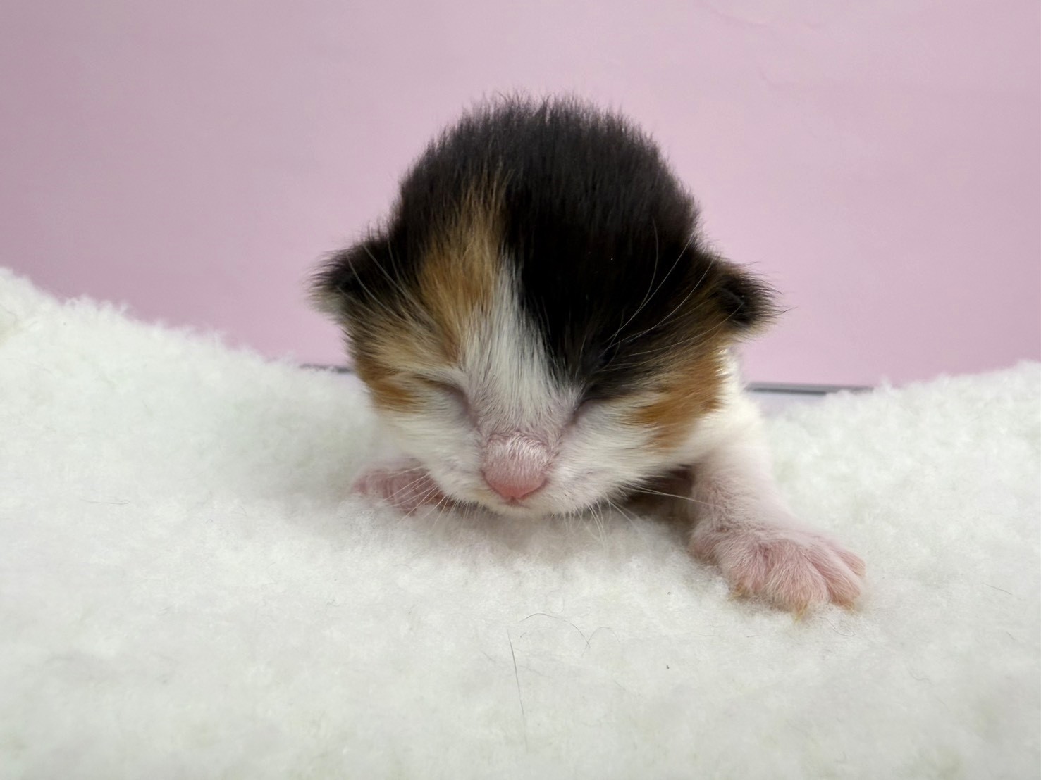 ノルウェージャン・フォレストキャット