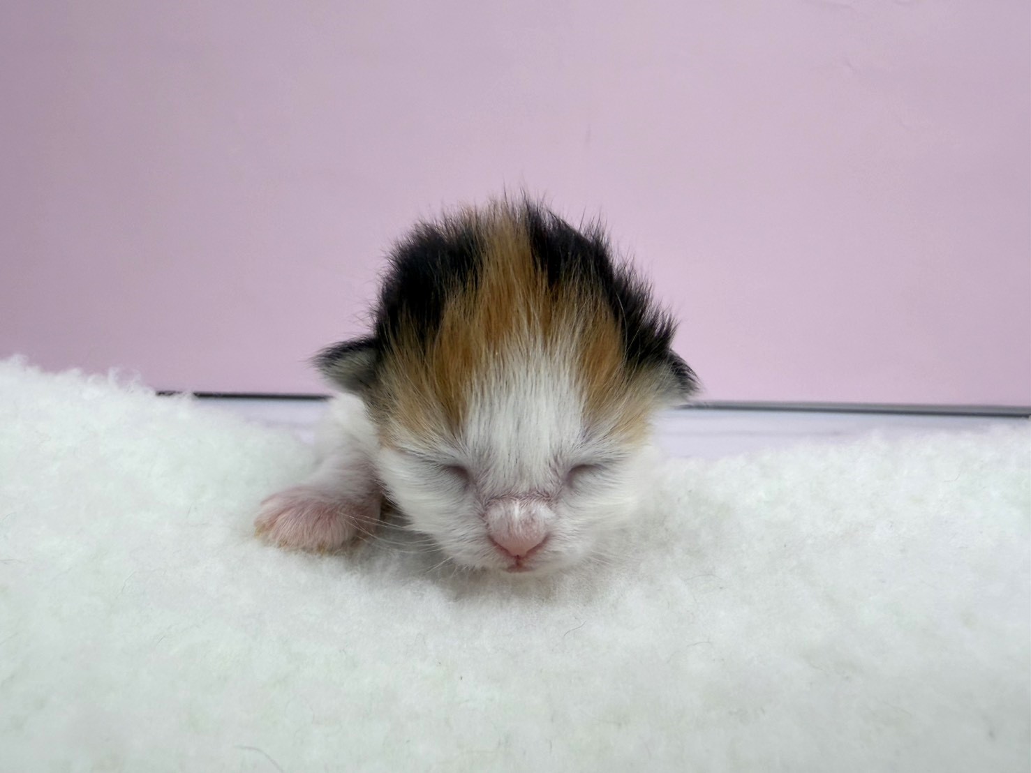ノルウェージャン・フォレストキャット
