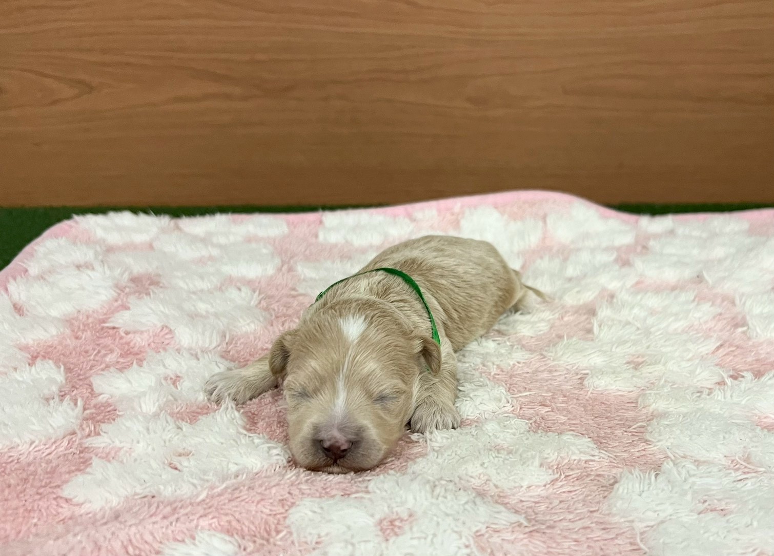 赤ちゃん写真1-1