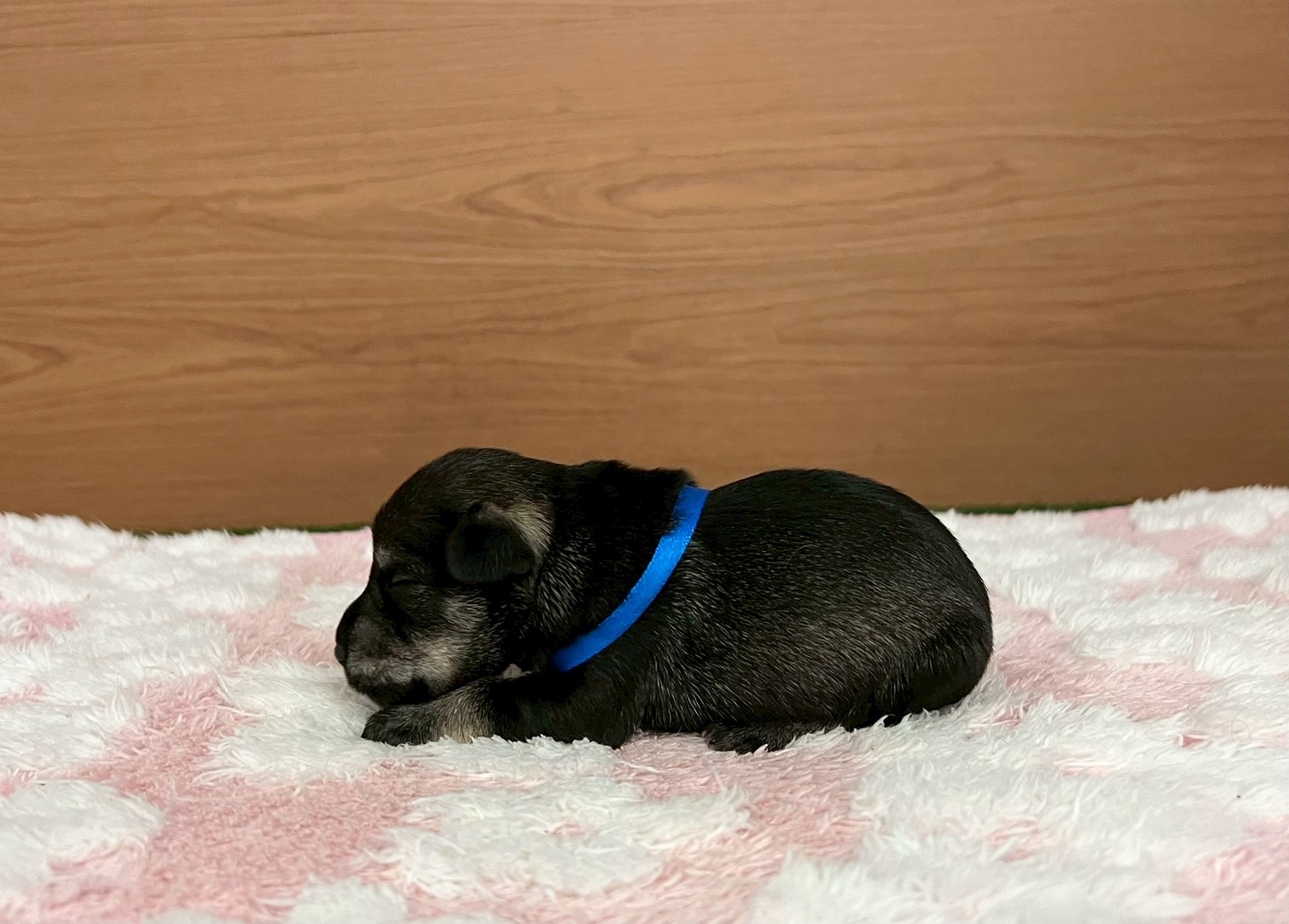 赤ちゃん写真1-2