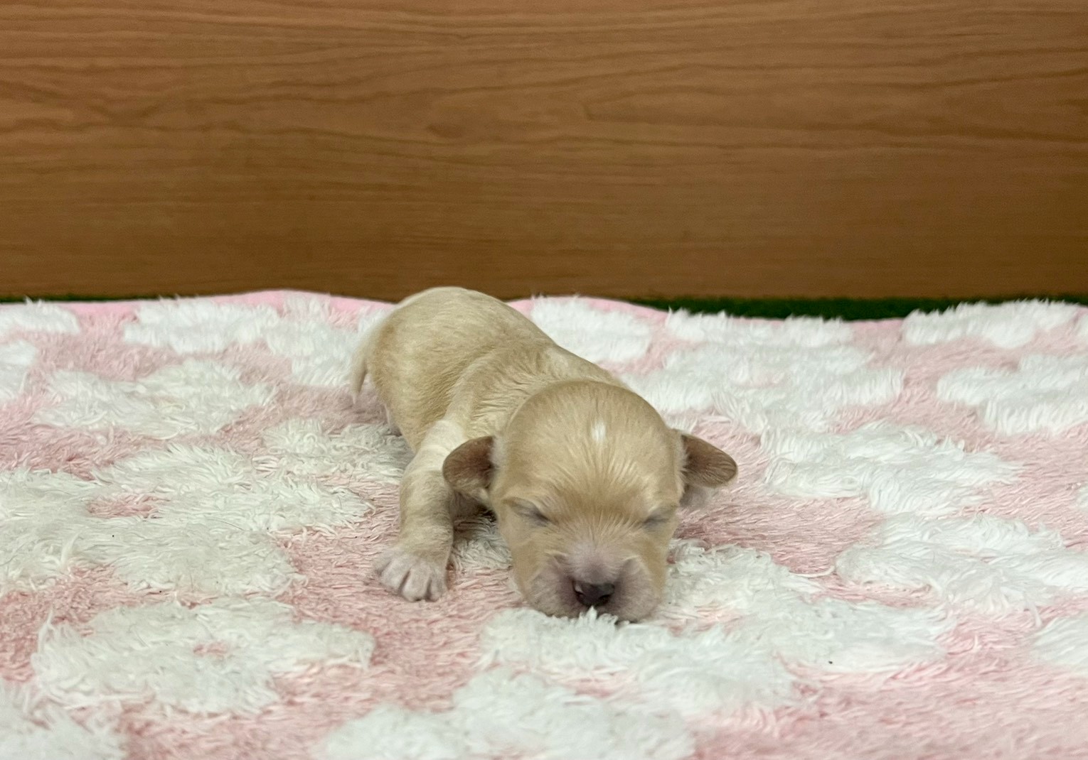 赤ちゃん写真1-1