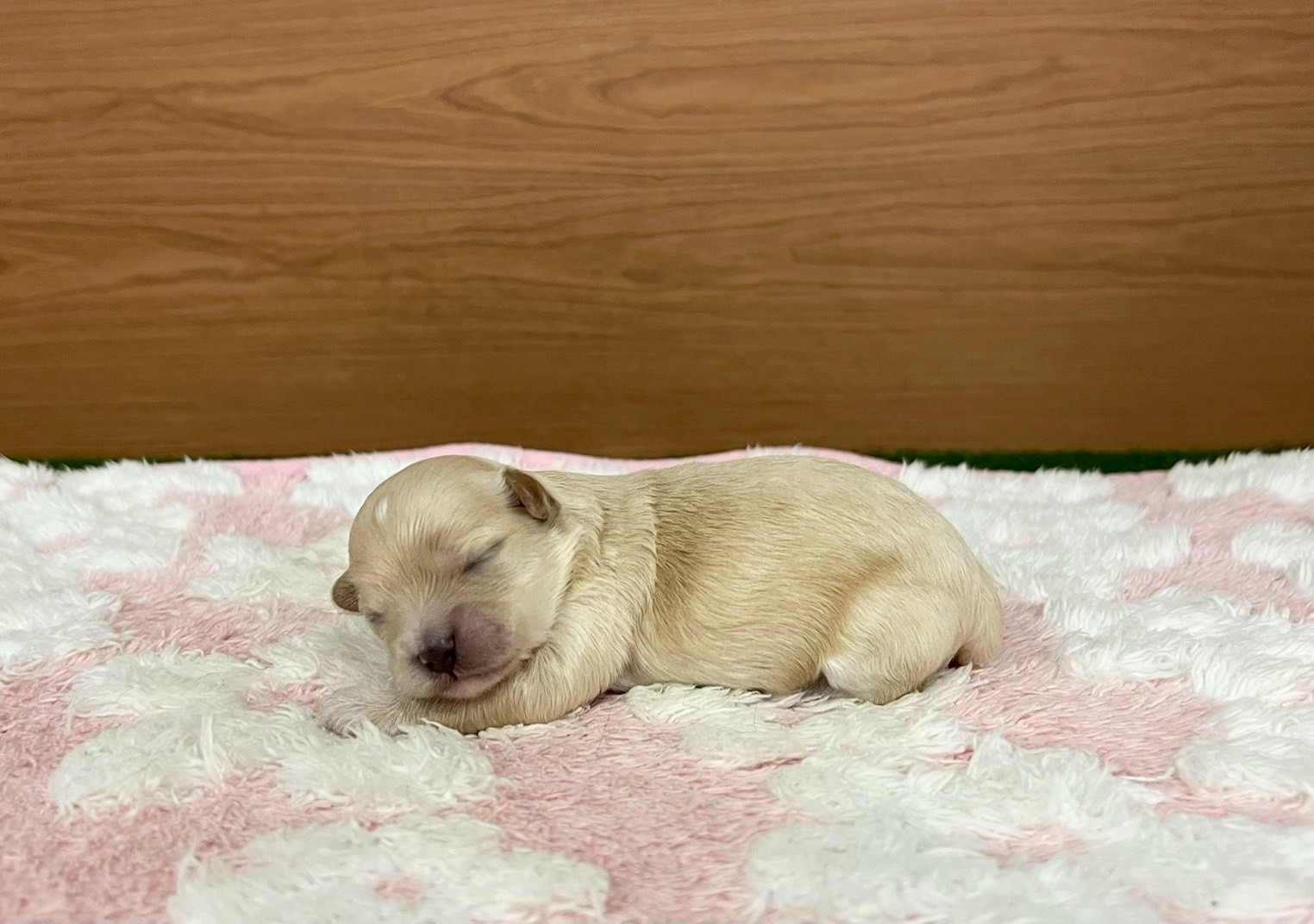 赤ちゃん写真1-2