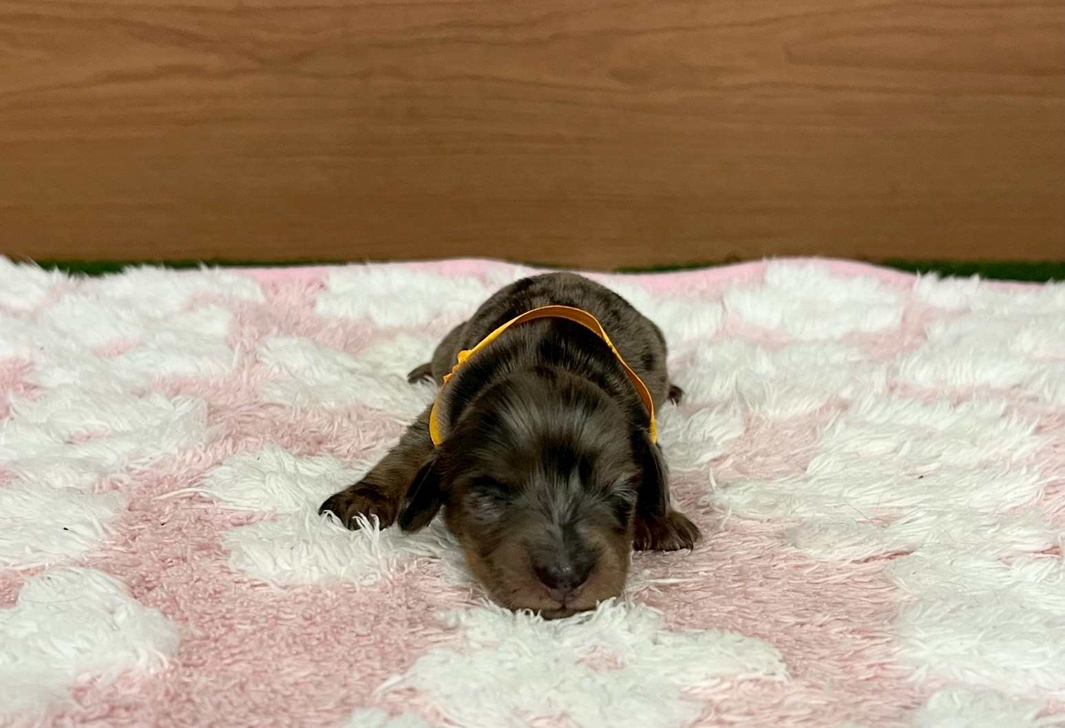 赤ちゃん写真1-1