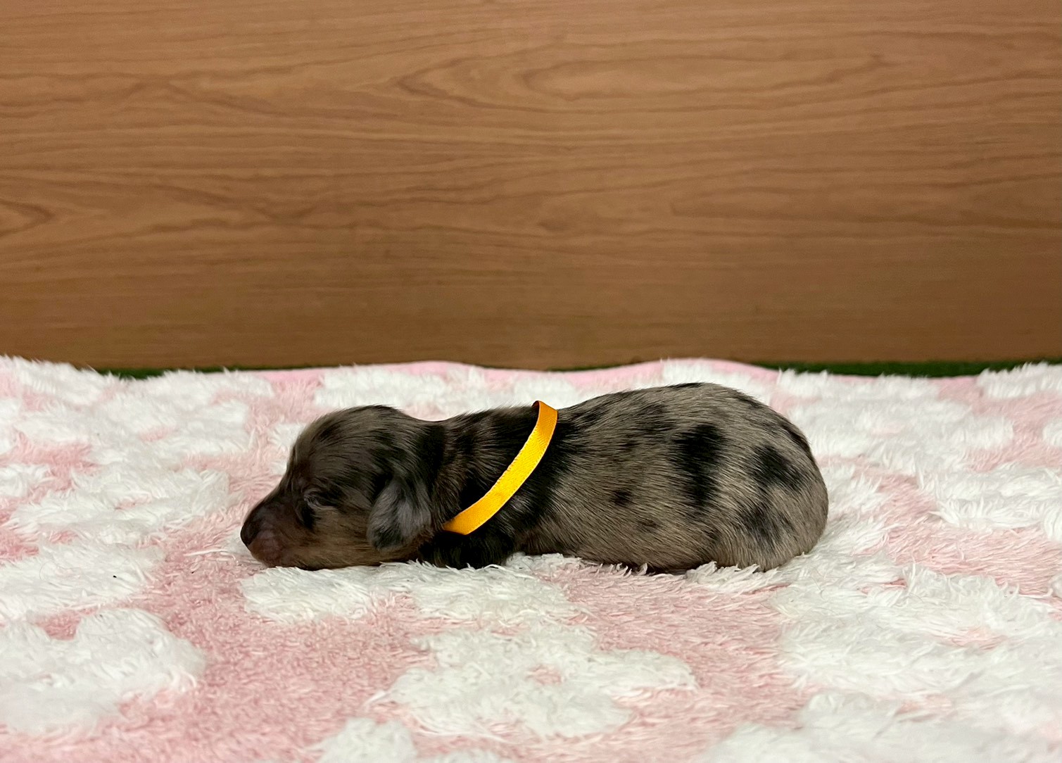 赤ちゃん写真1-2