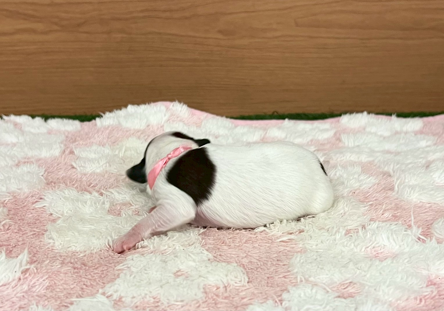赤ちゃん写真1-2