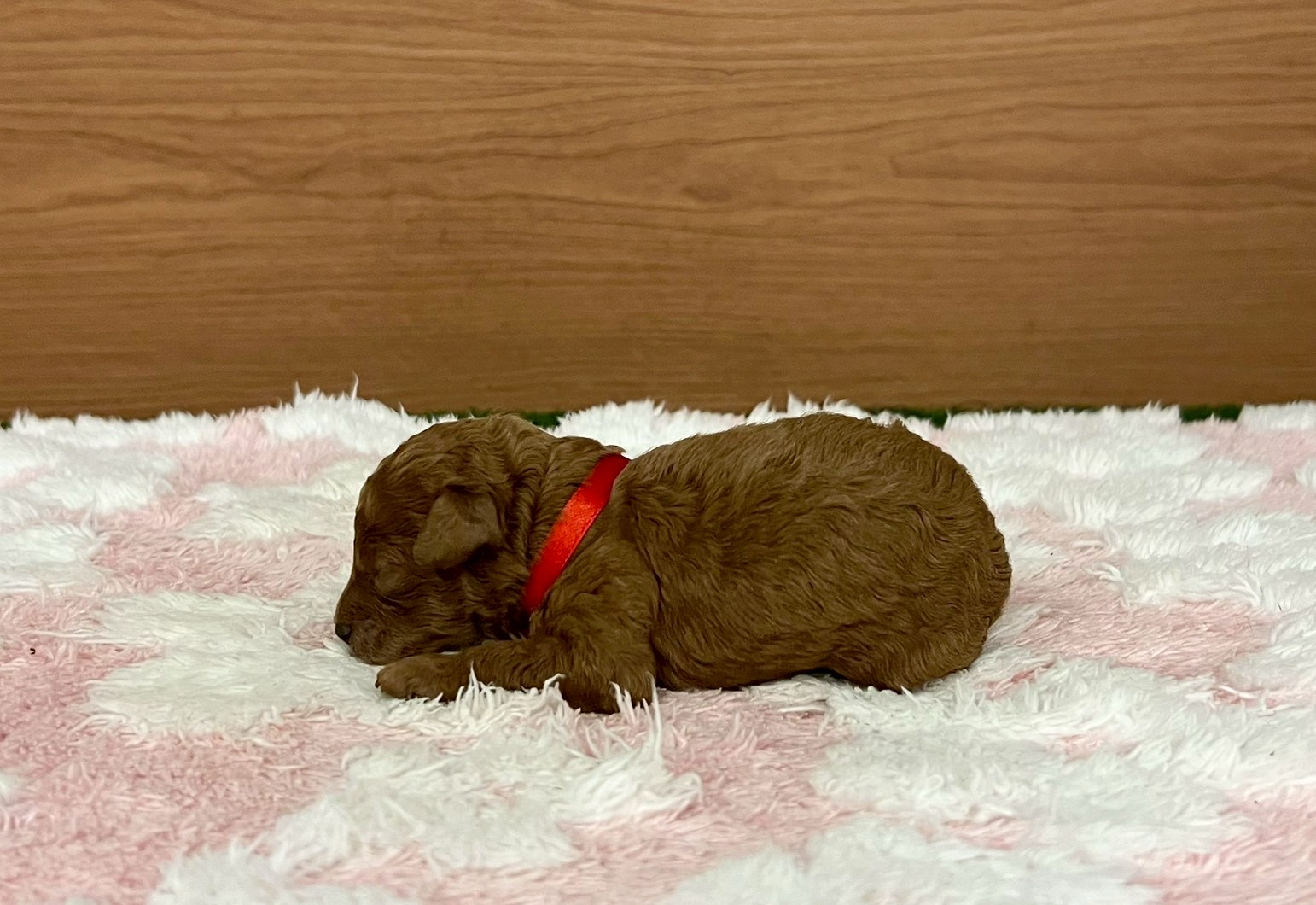 赤ちゃん写真1-2