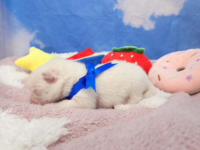 赤ちゃん写真1-2