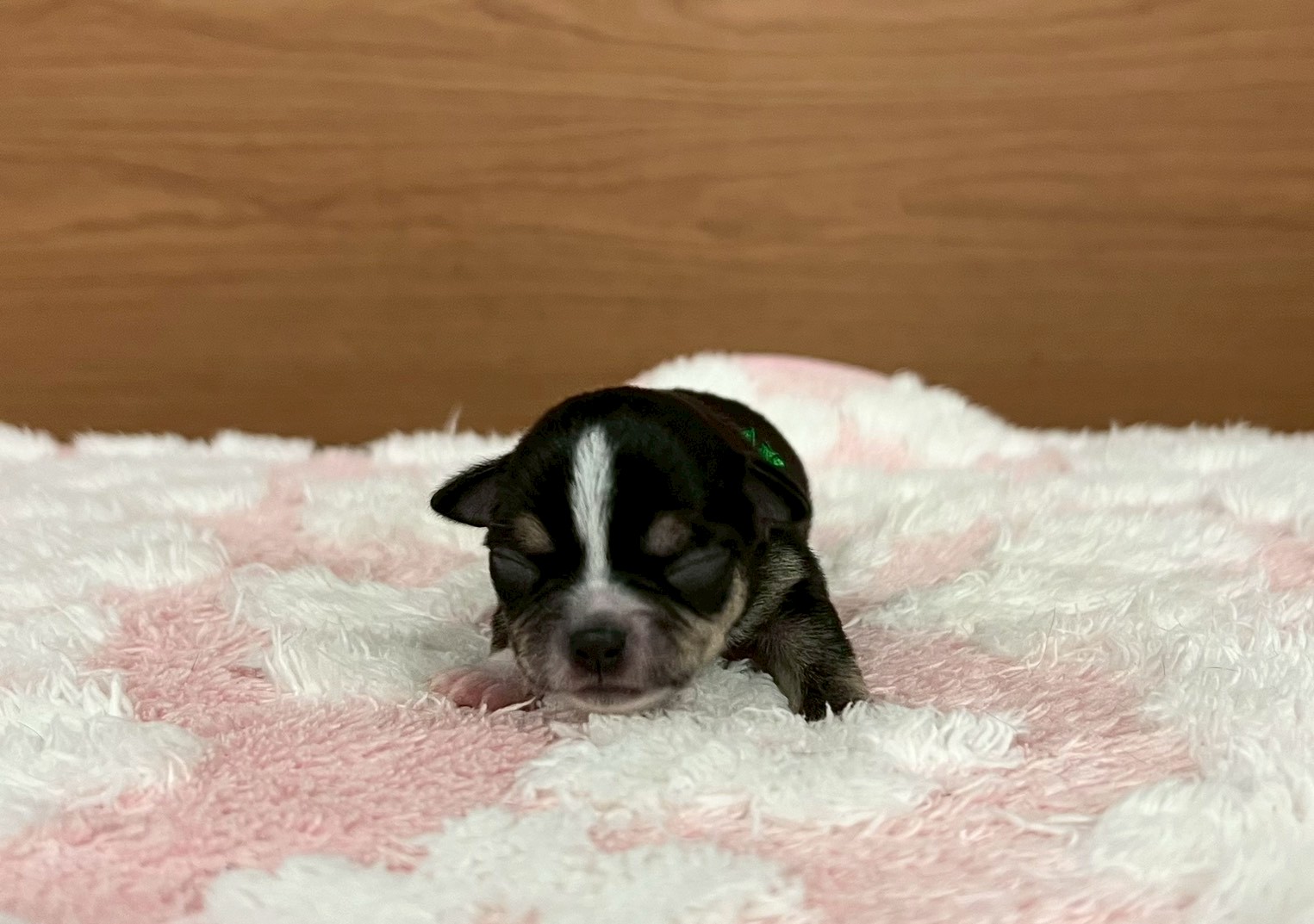 赤ちゃん写真1-1