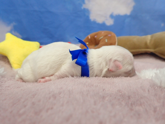 赤ちゃん写真1-2