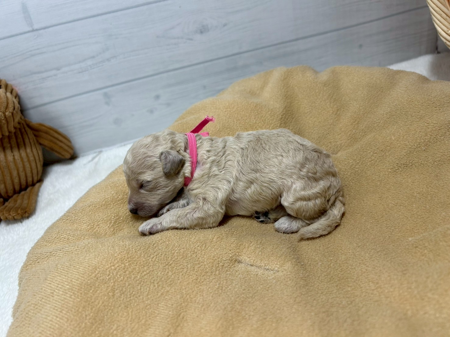 赤ちゃん写真1-2
