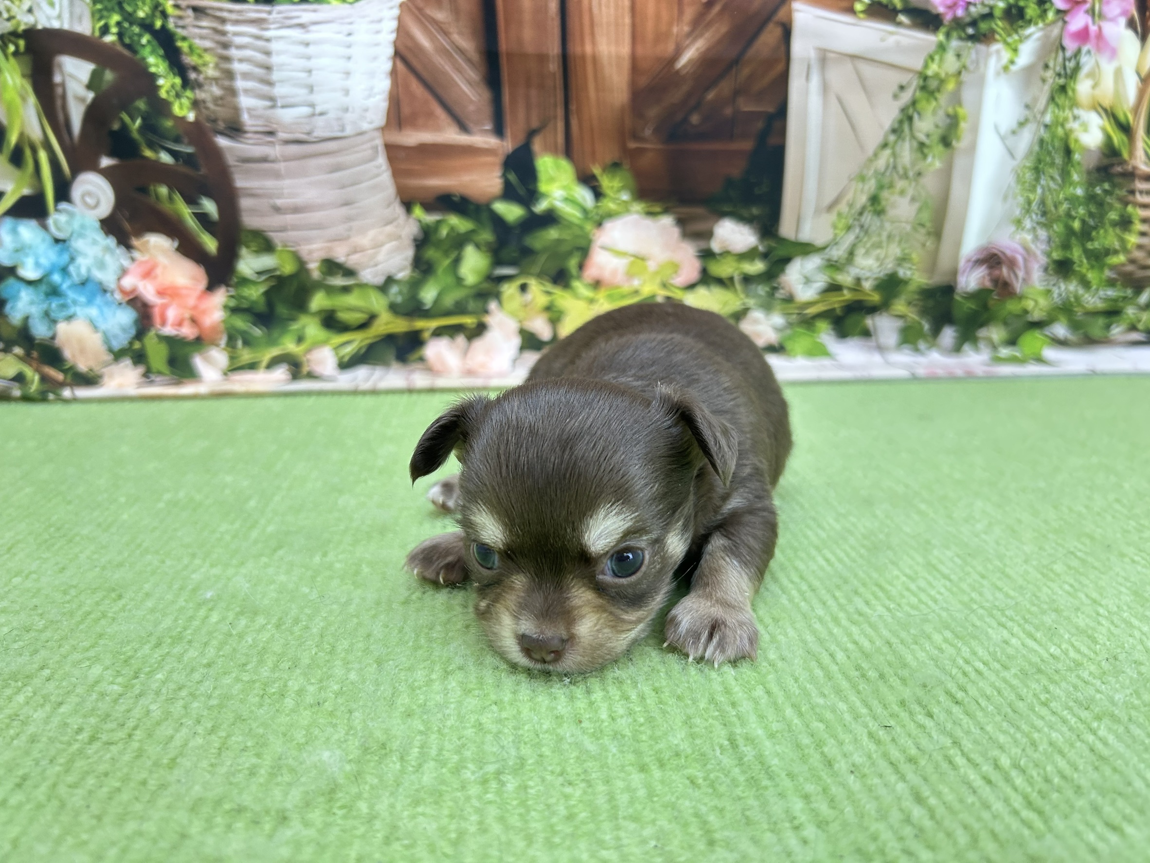 赤ちゃん写真1-1