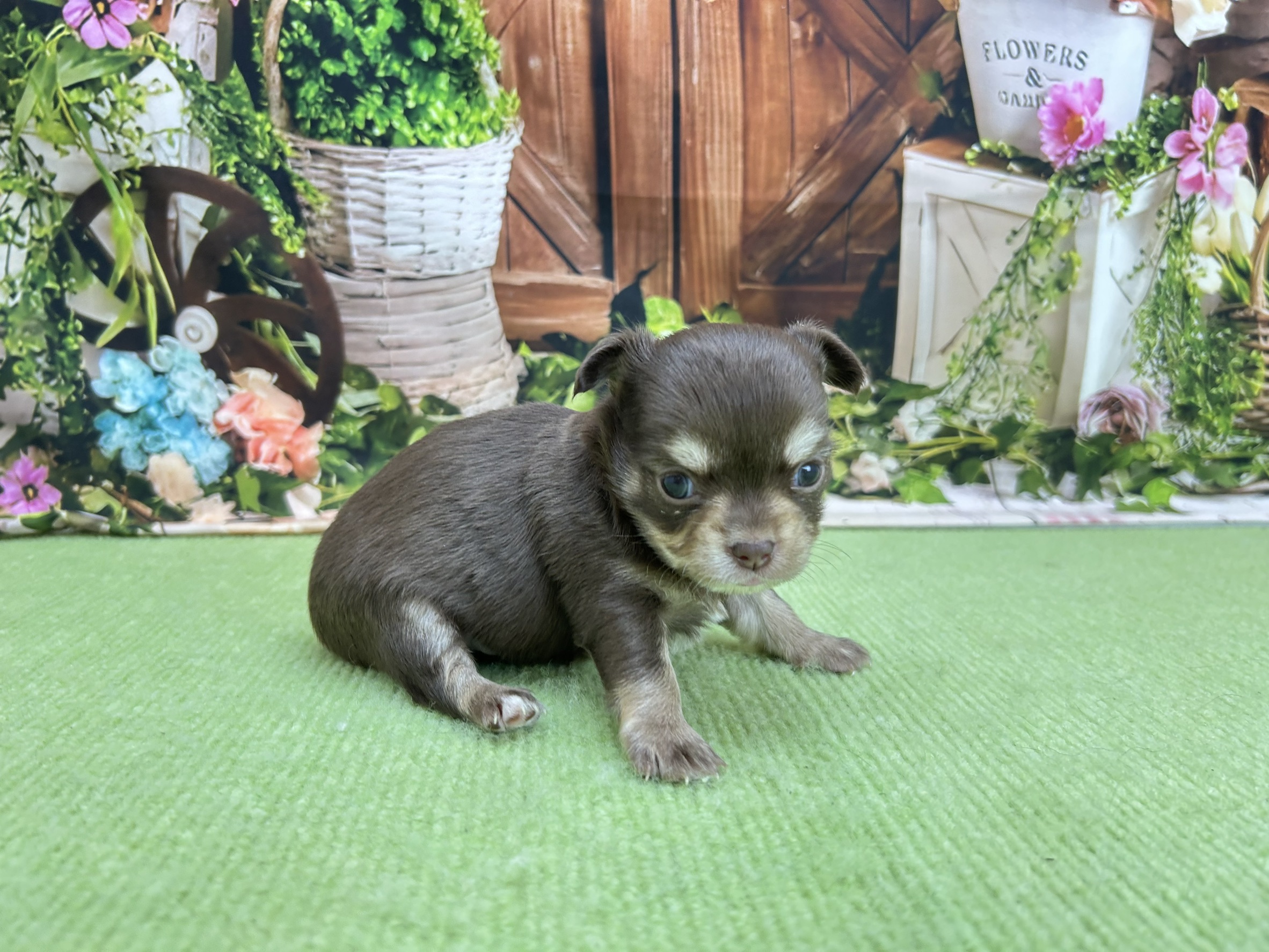 赤ちゃん写真1-2