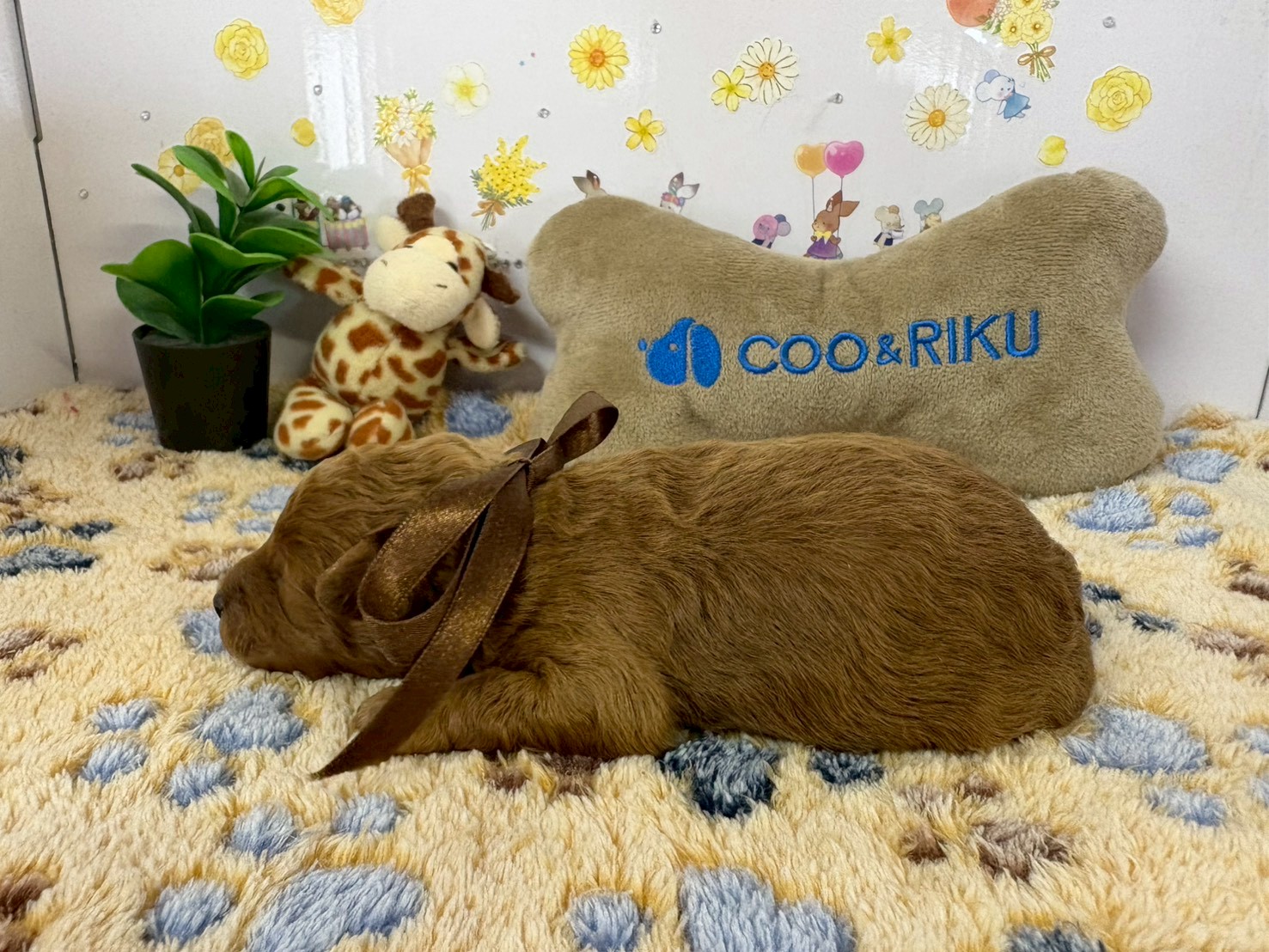 赤ちゃん写真1-2