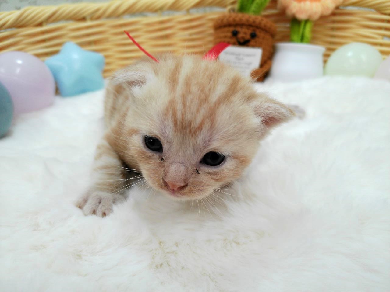赤ちゃん写真1-1