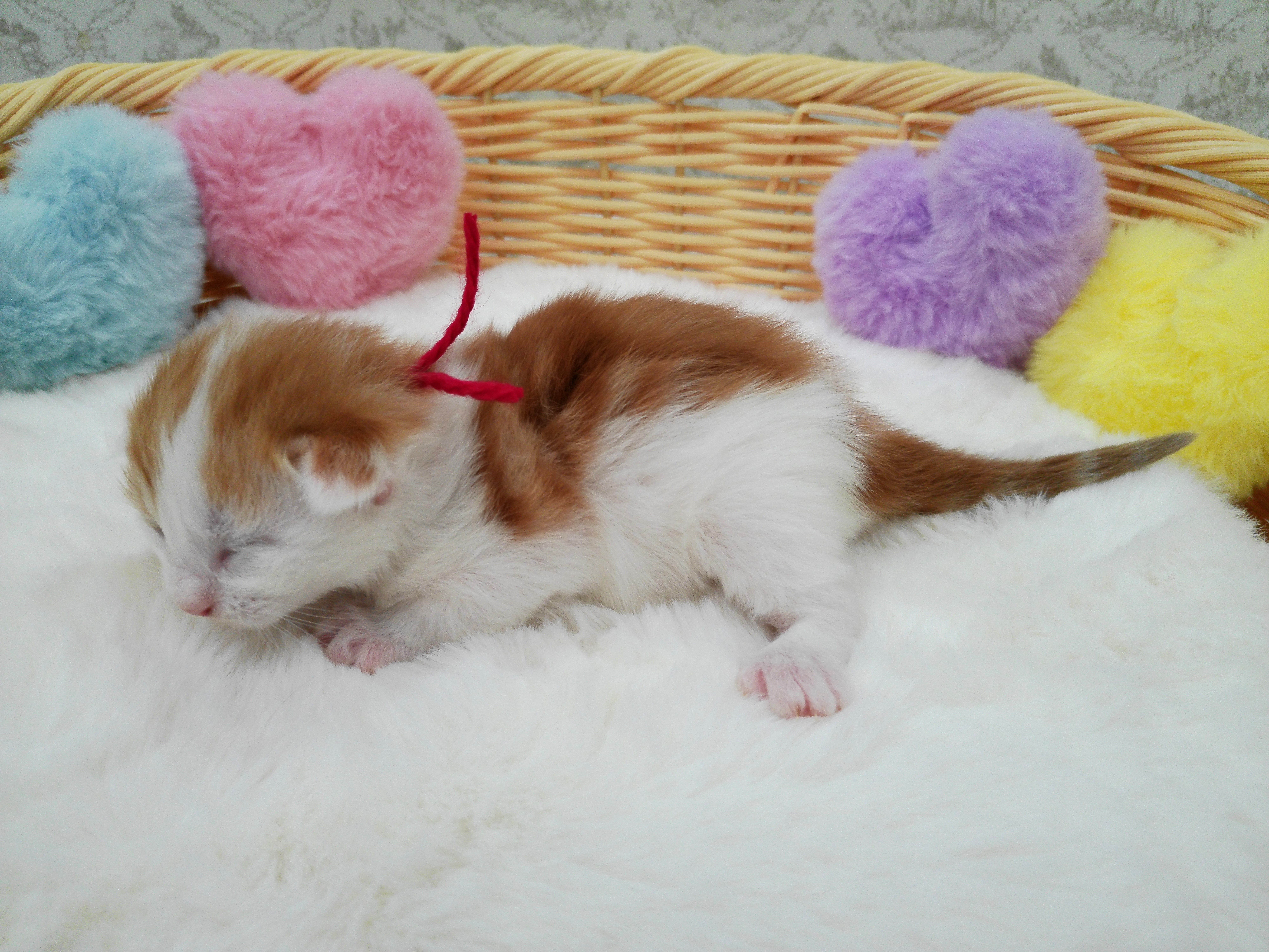 赤ちゃん写真1-2
