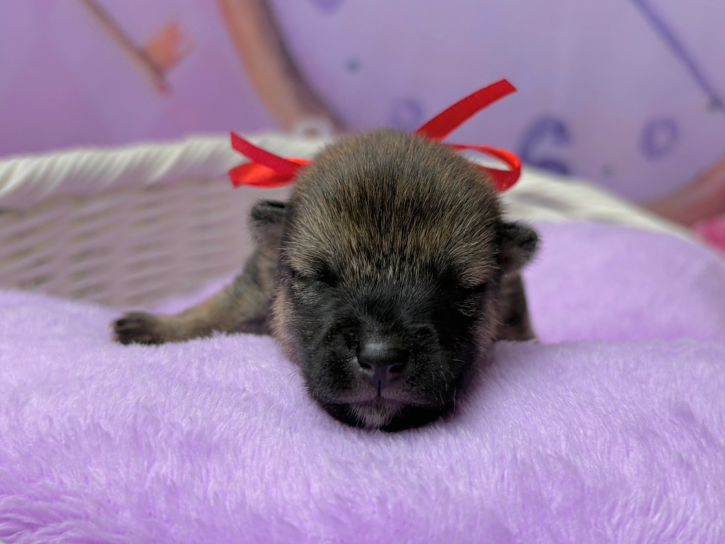 柴犬