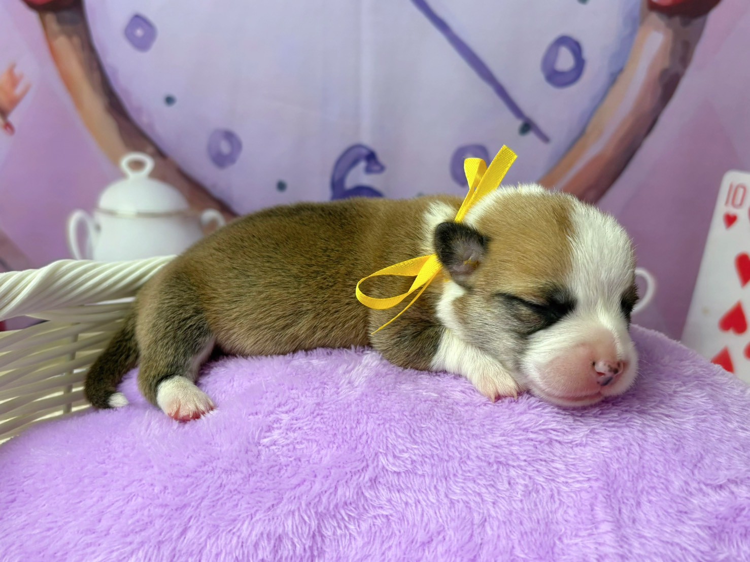 赤ちゃん写真1-2