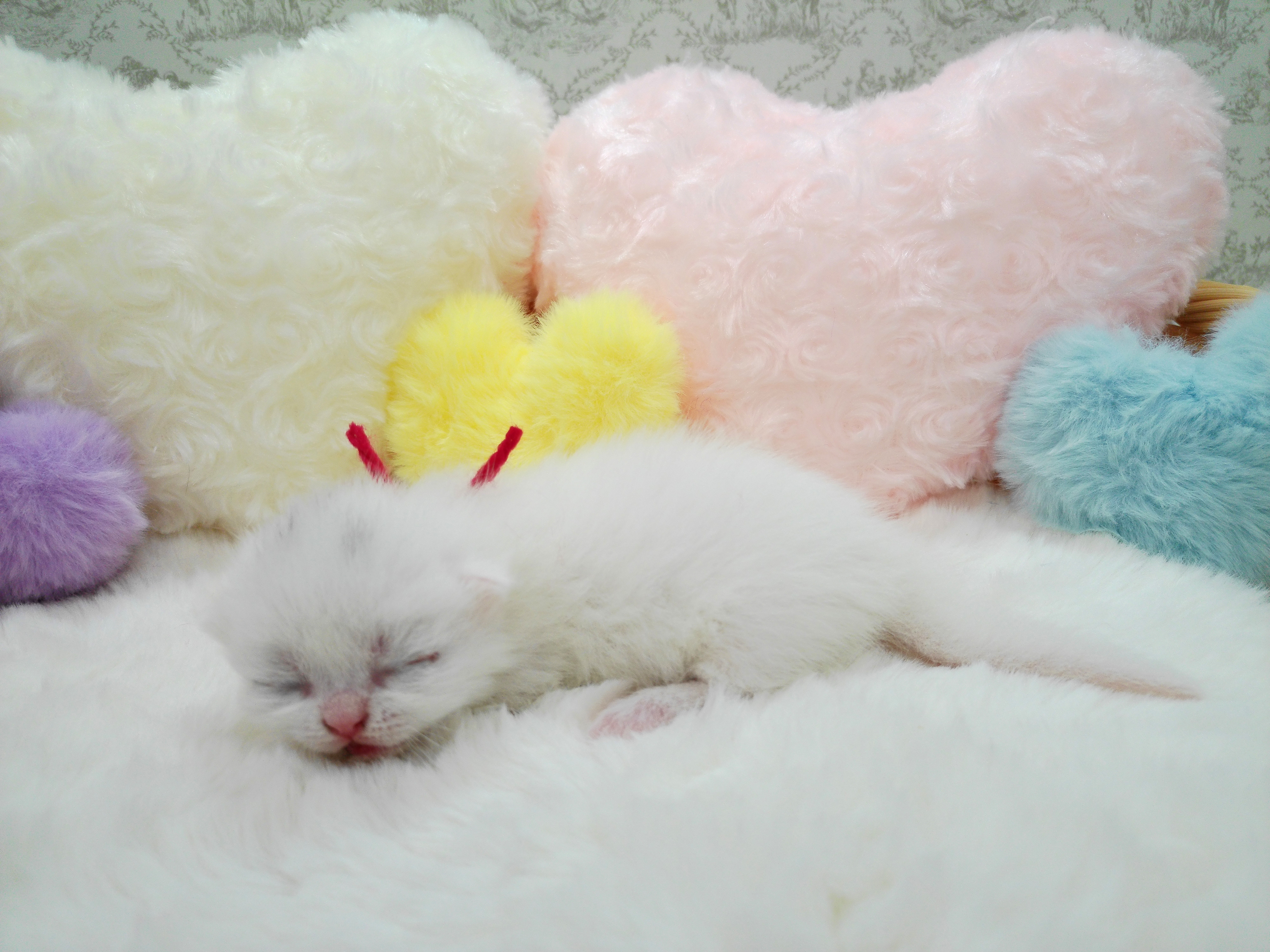 赤ちゃん写真1-2