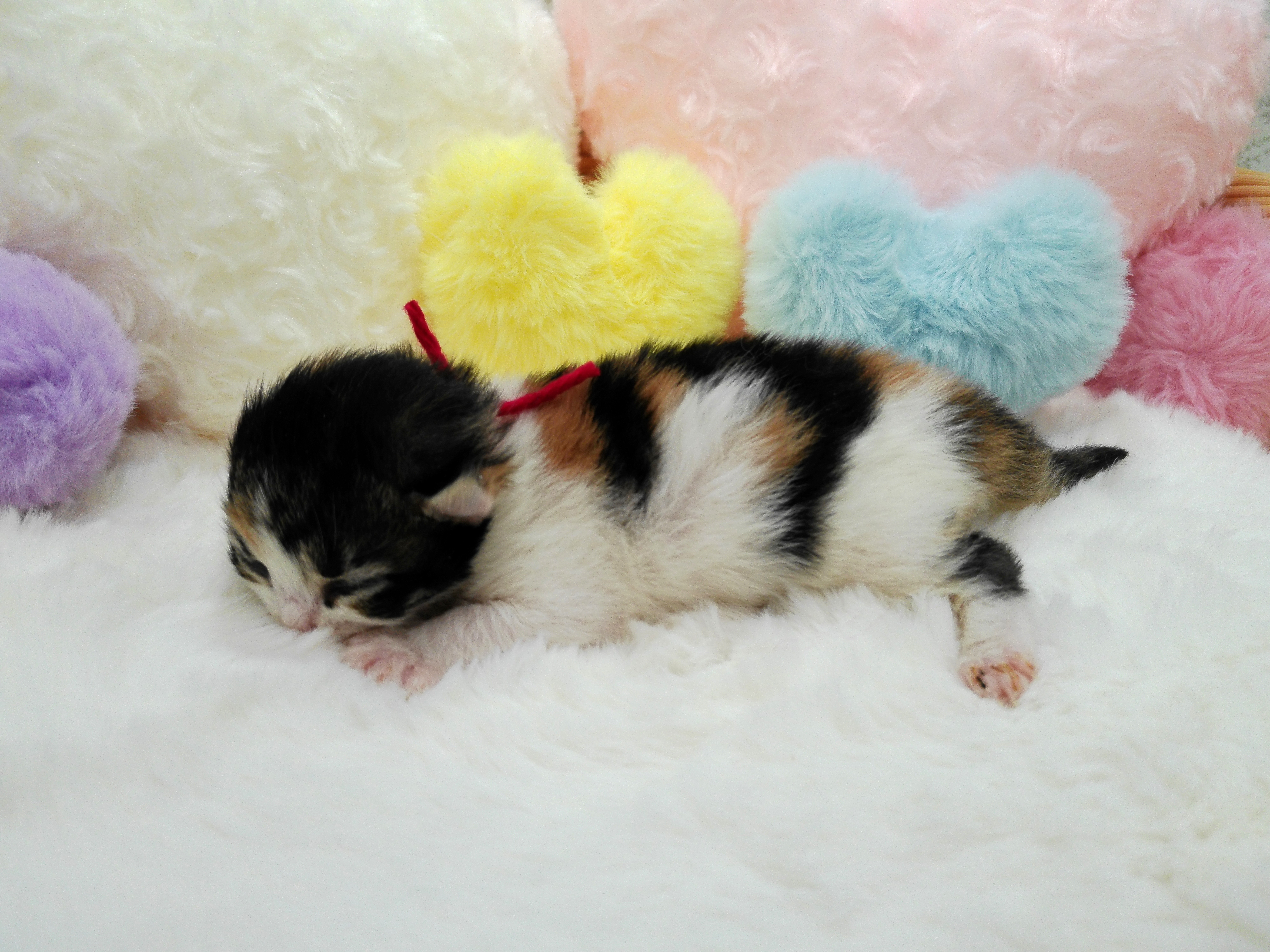 赤ちゃん写真1-2