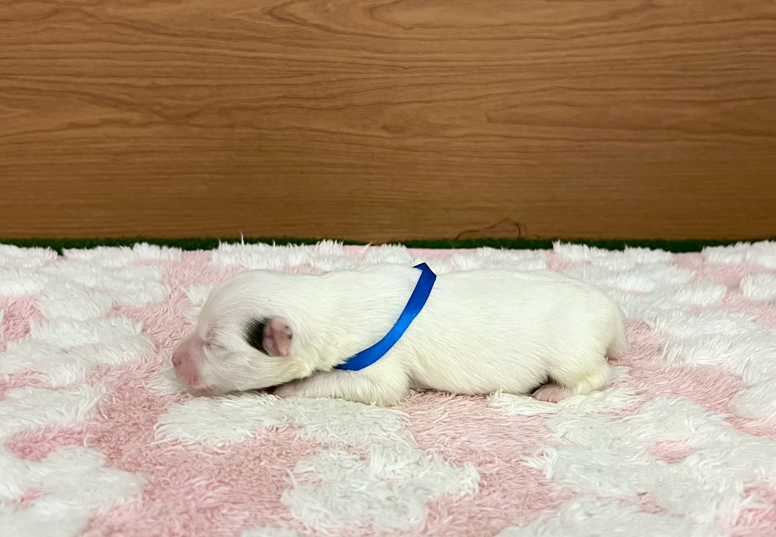 赤ちゃん写真1-2