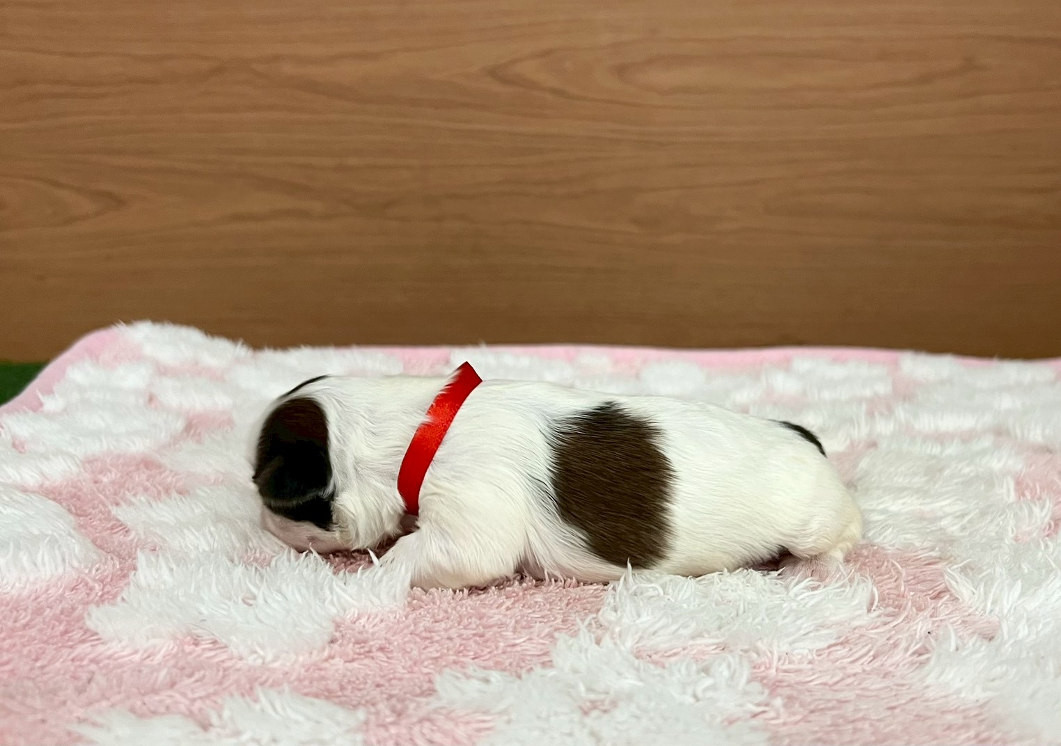赤ちゃん写真1-2