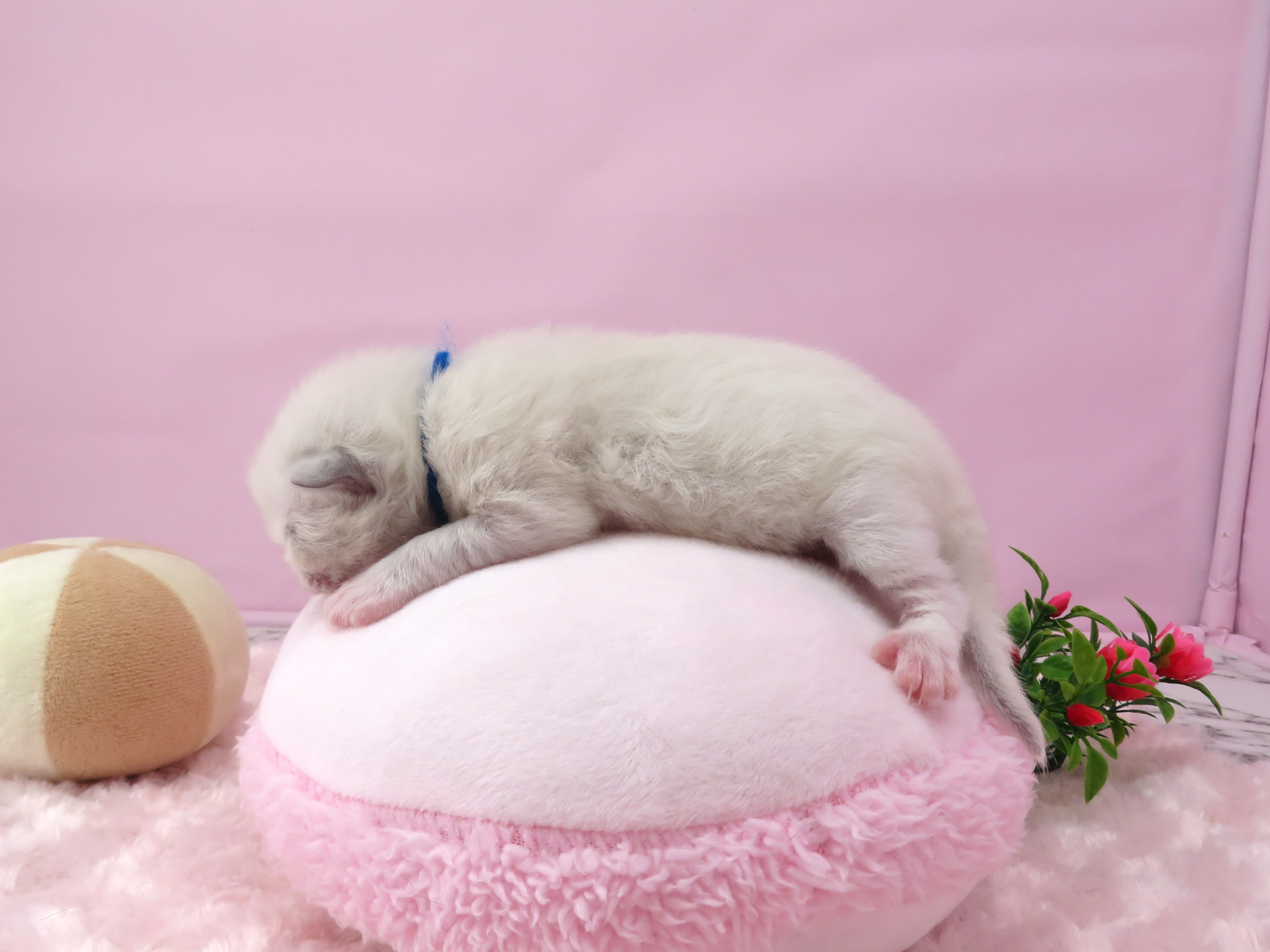 赤ちゃん写真1-2