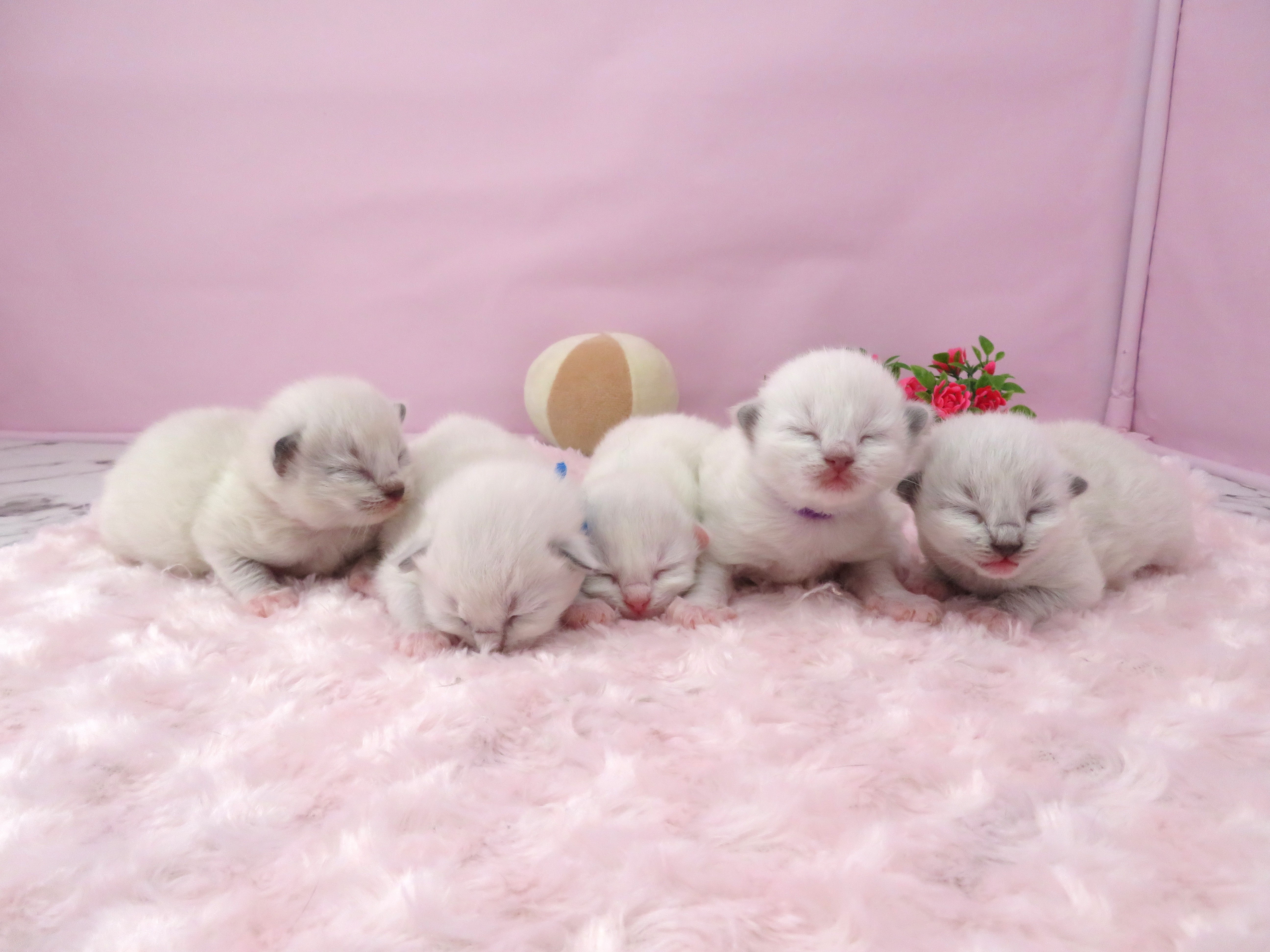 赤ちゃん写真1-3