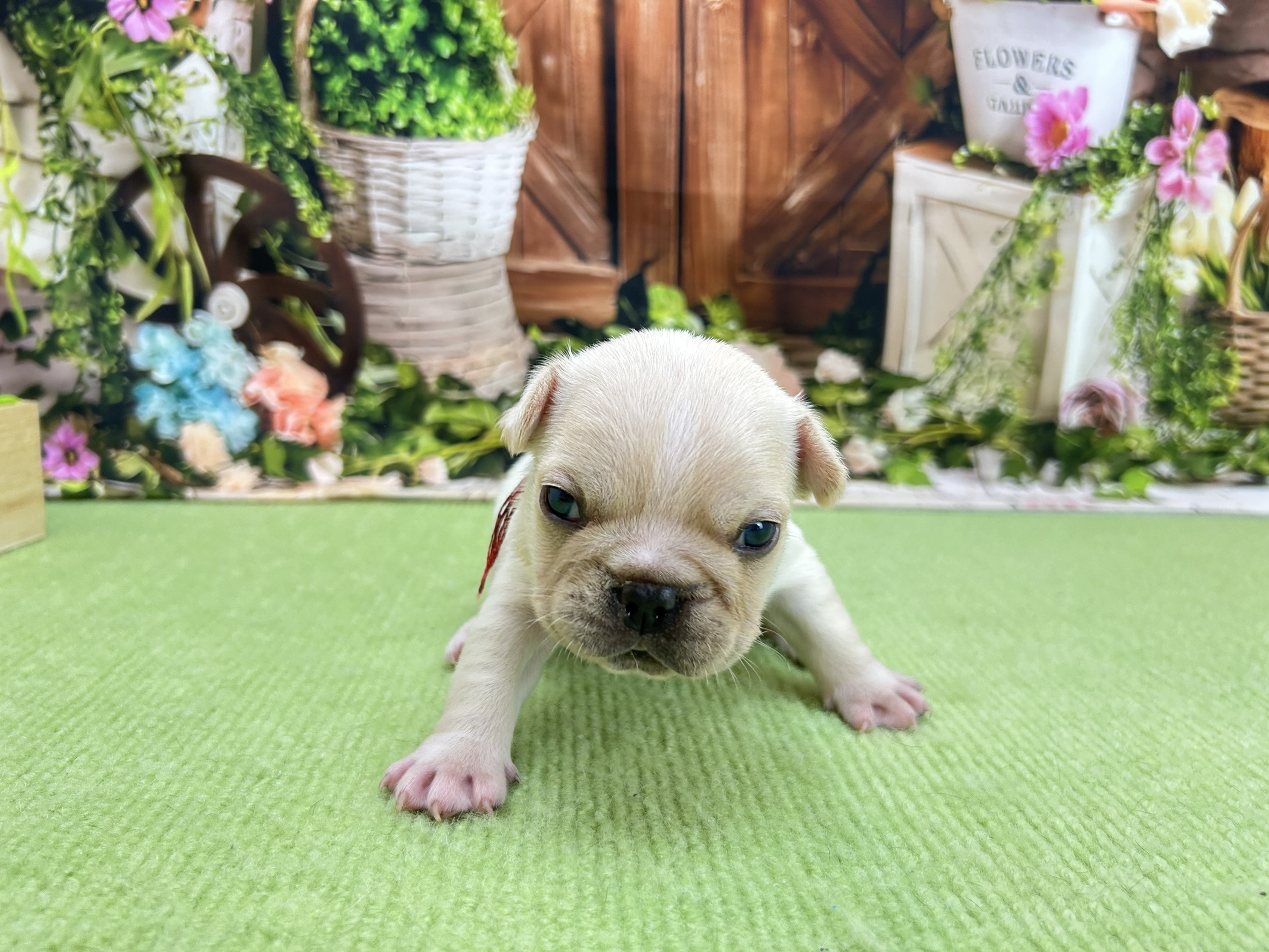 赤ちゃん写真1-1