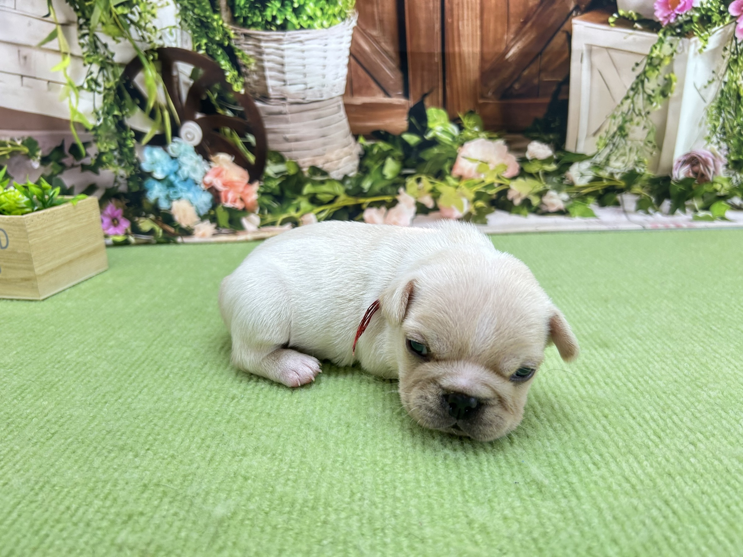 赤ちゃん写真1-2