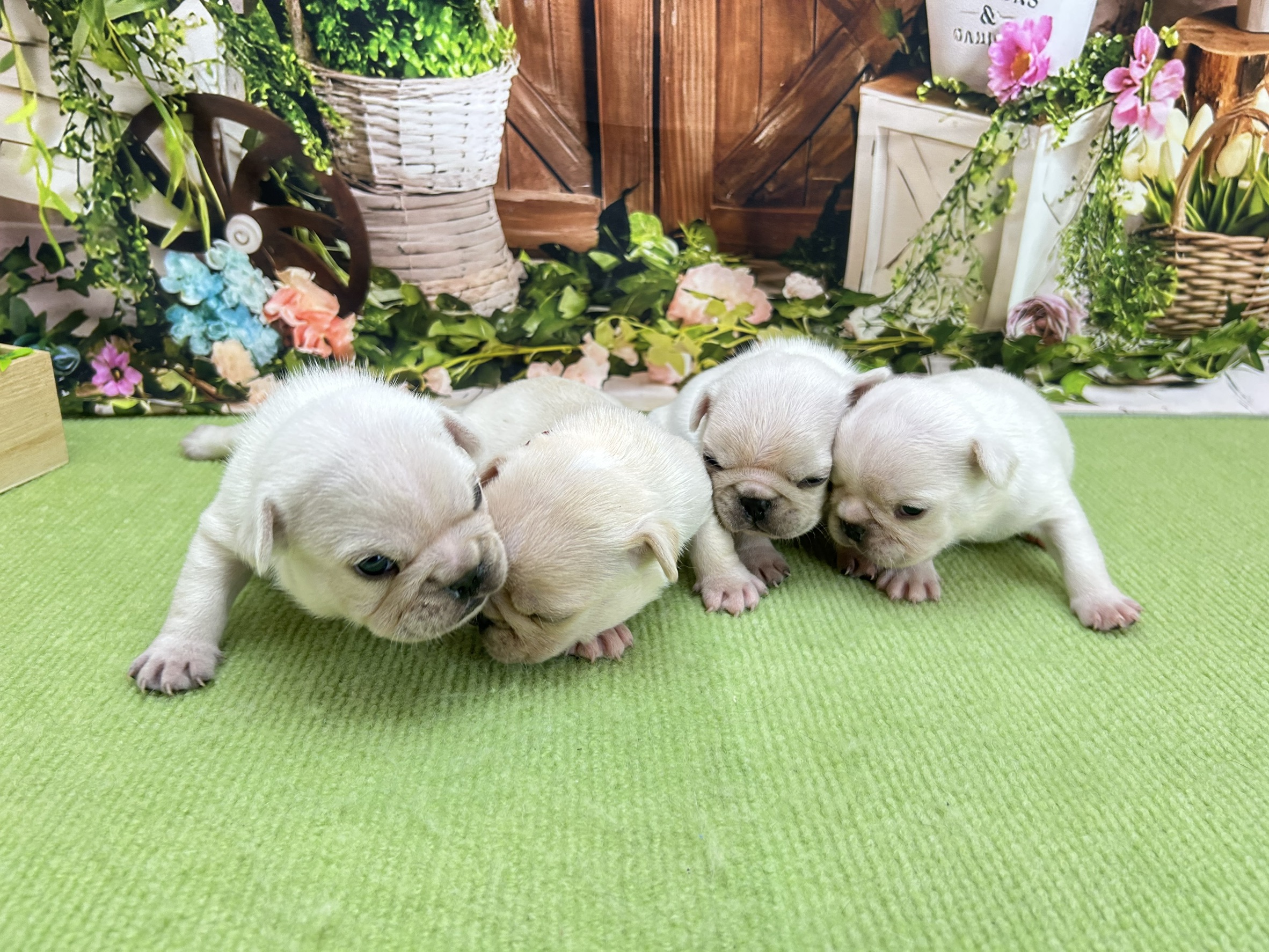赤ちゃん写真1-3