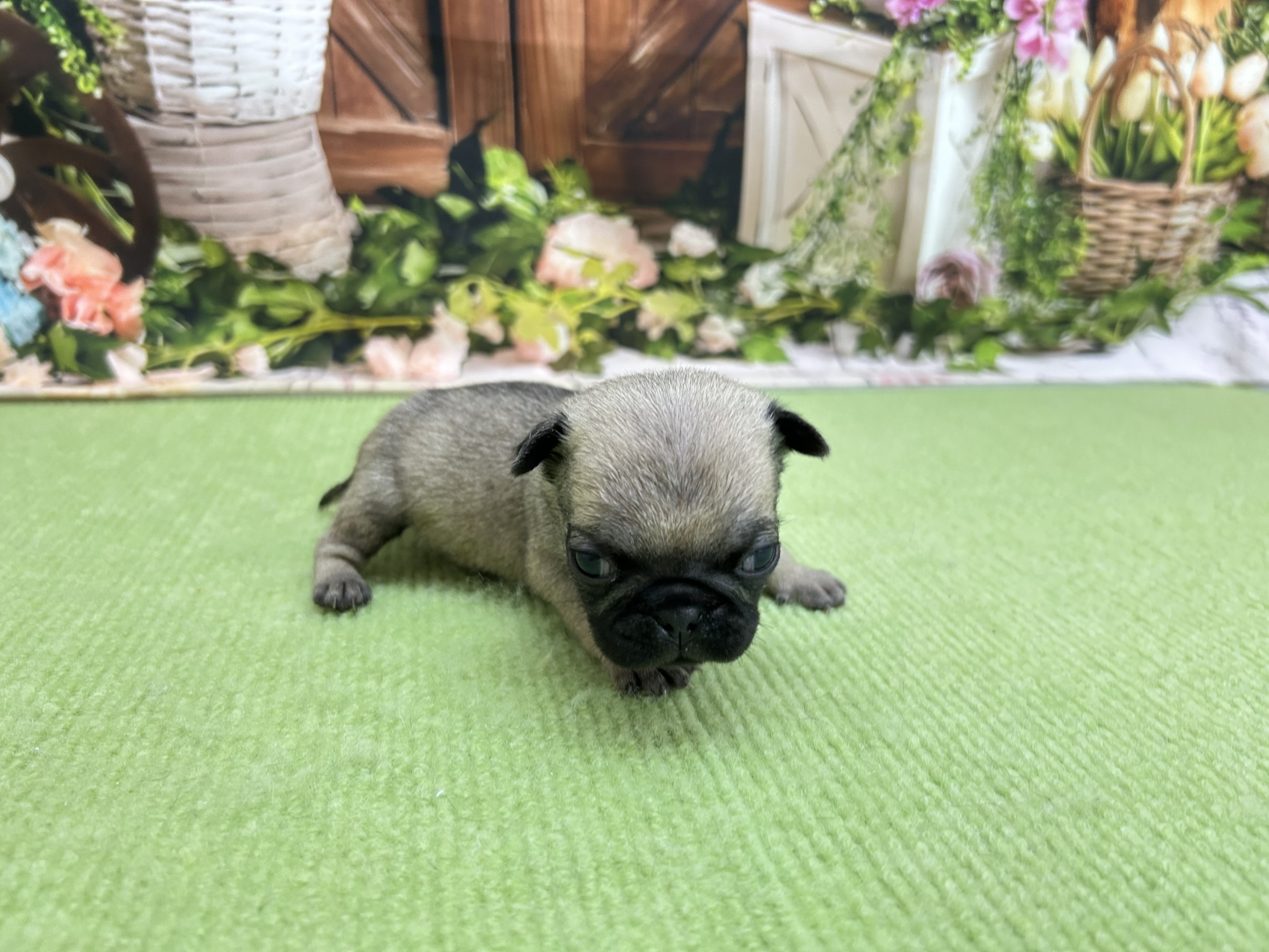 赤ちゃん写真1-2