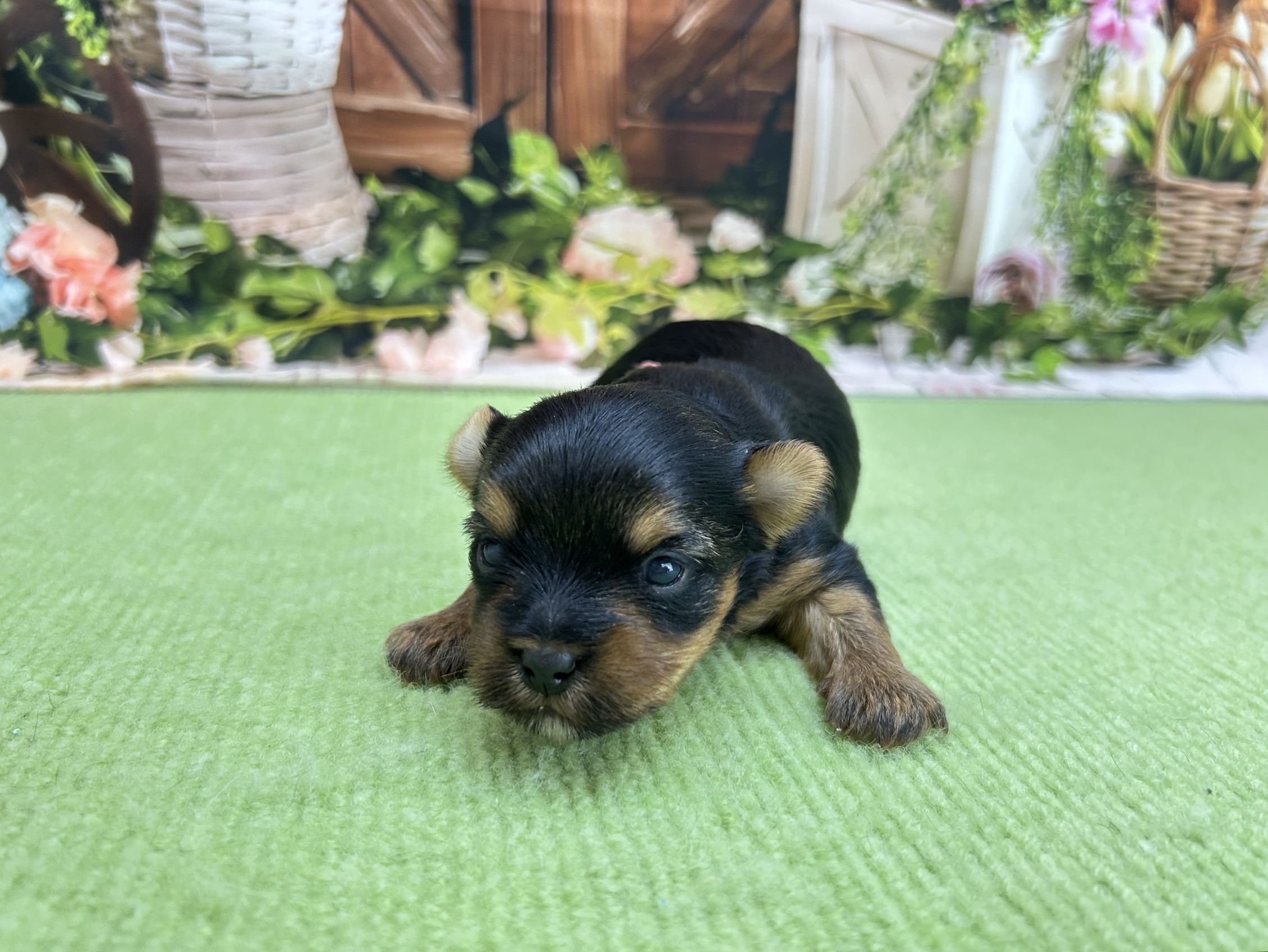 赤ちゃん写真1-1