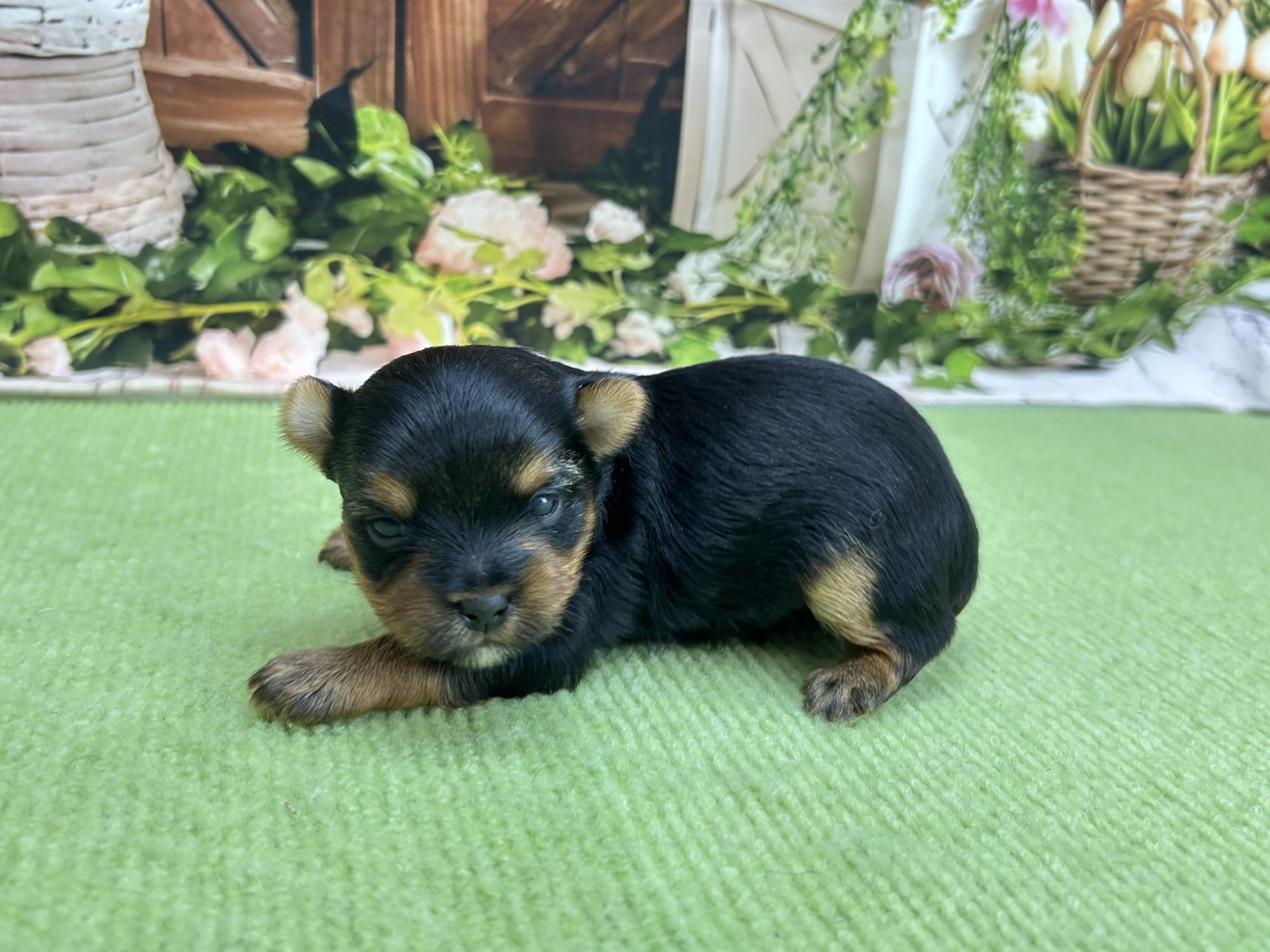 赤ちゃん写真1-2