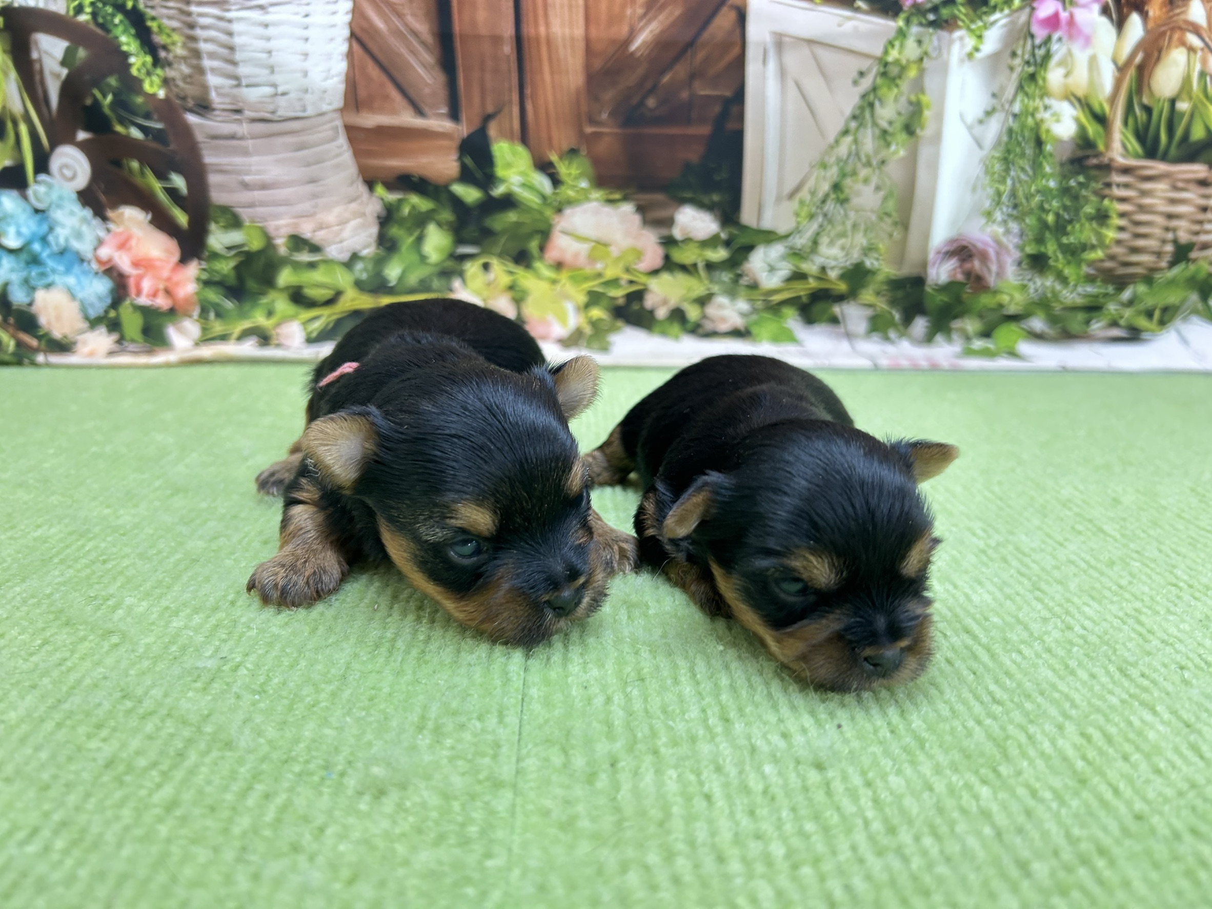 赤ちゃん写真1-3