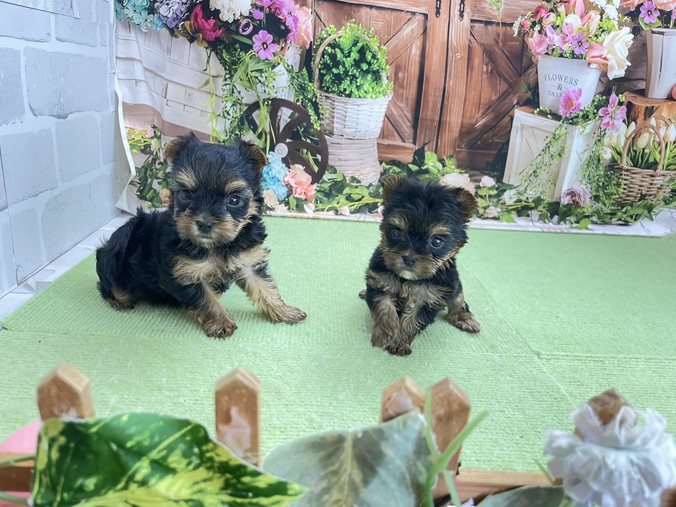赤ちゃん写真2-3