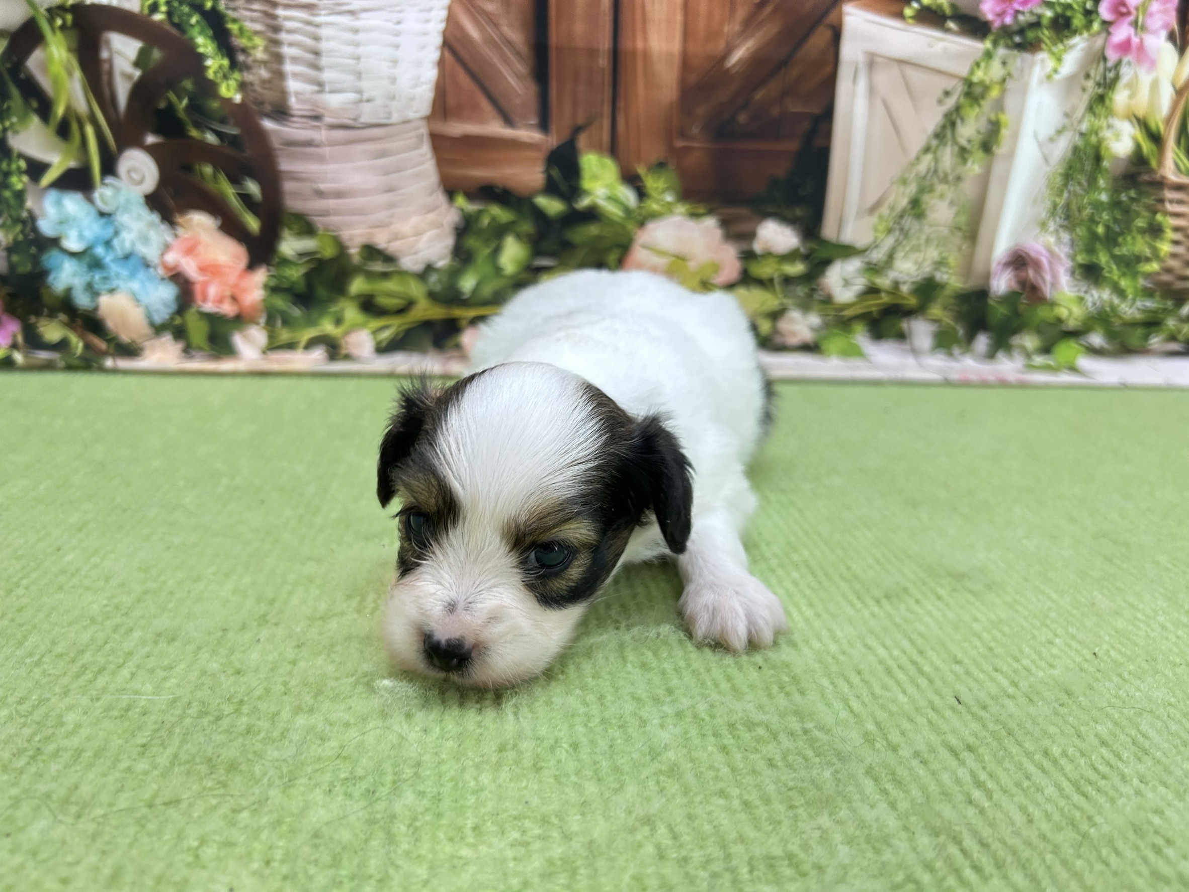 赤ちゃん写真1-1