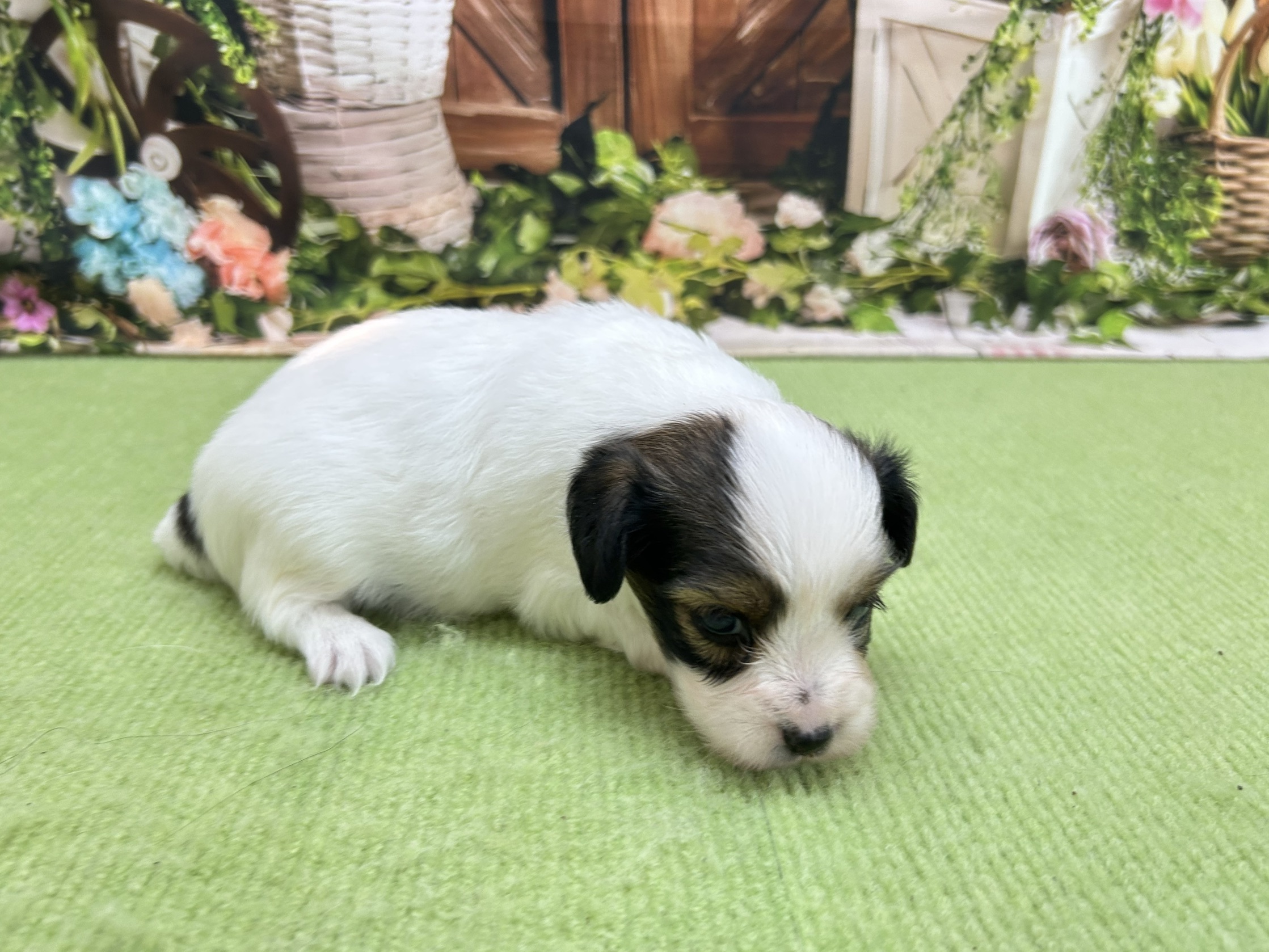 赤ちゃん写真1-2