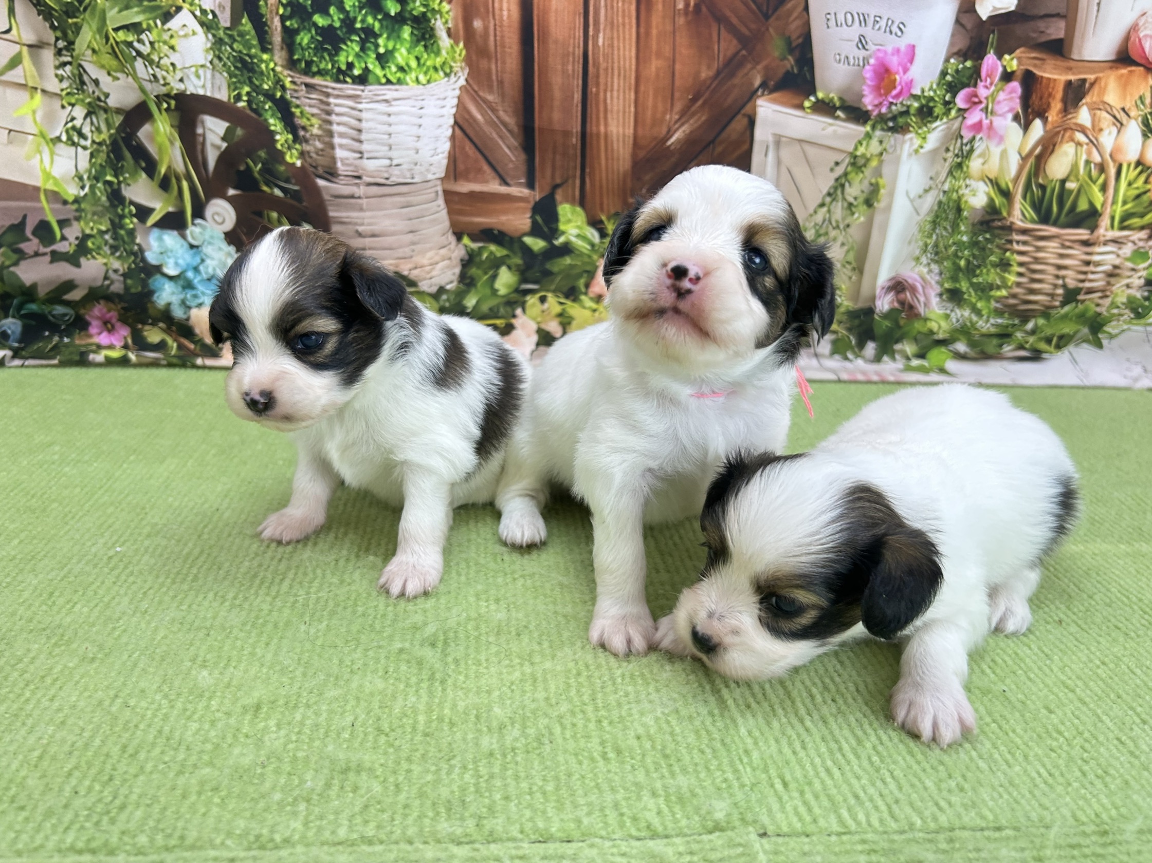 赤ちゃん写真1-3