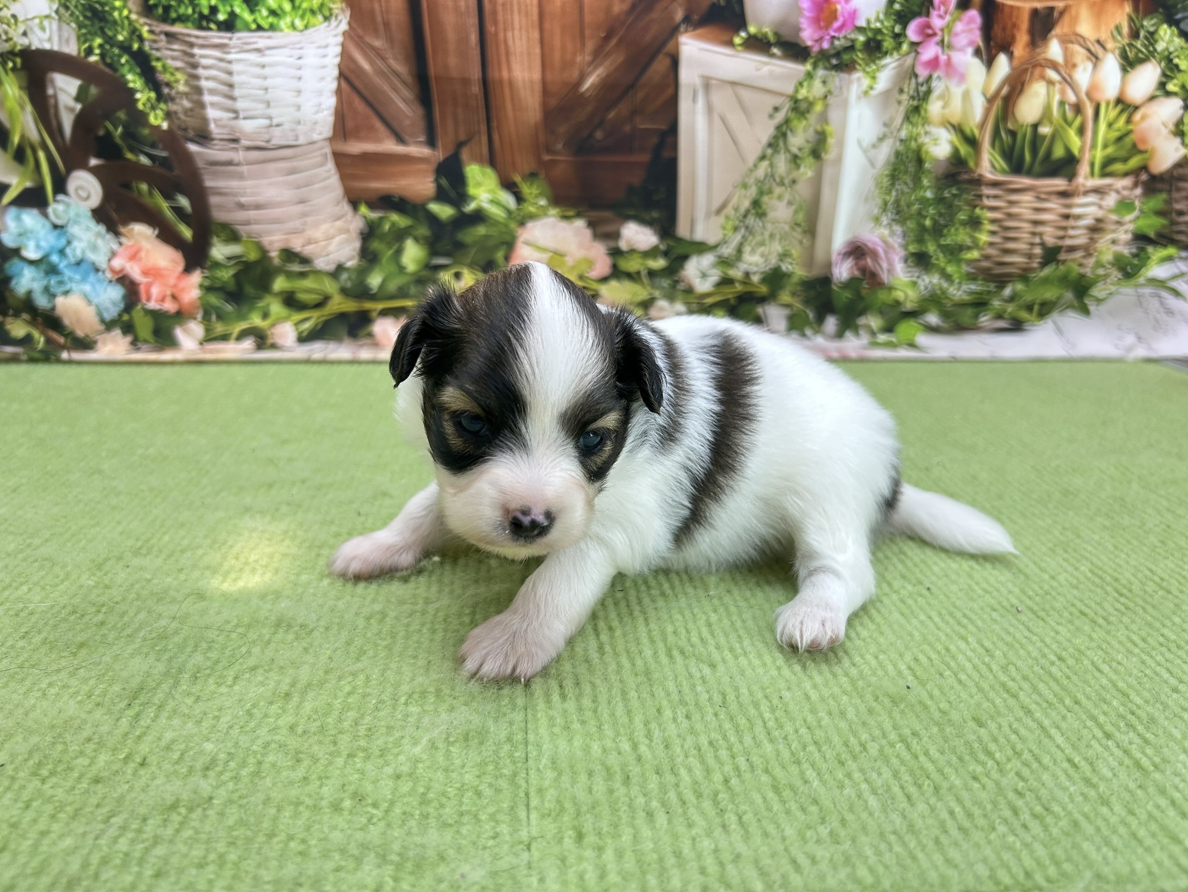 赤ちゃん写真1-2