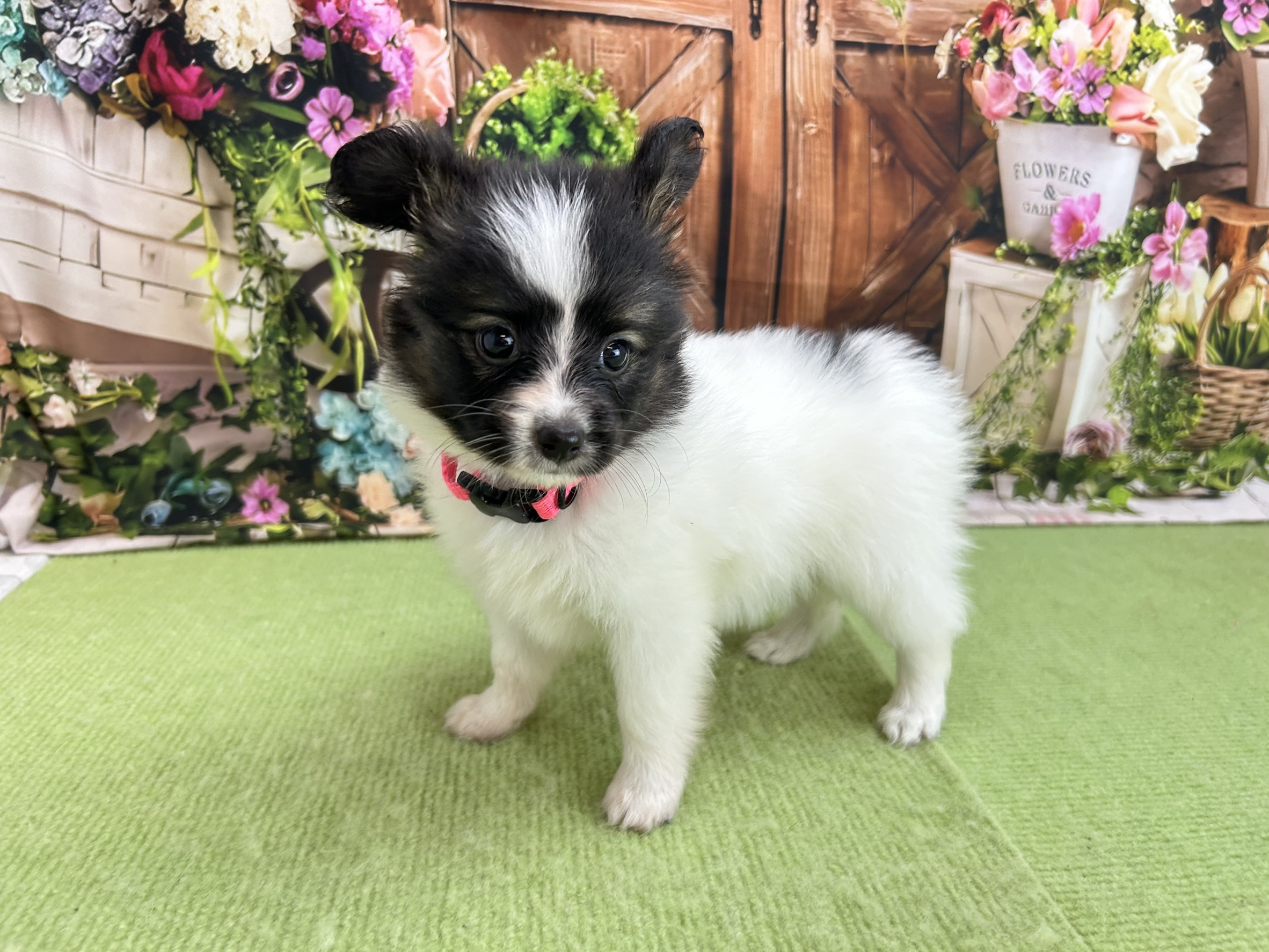 赤ちゃん写真2-2
