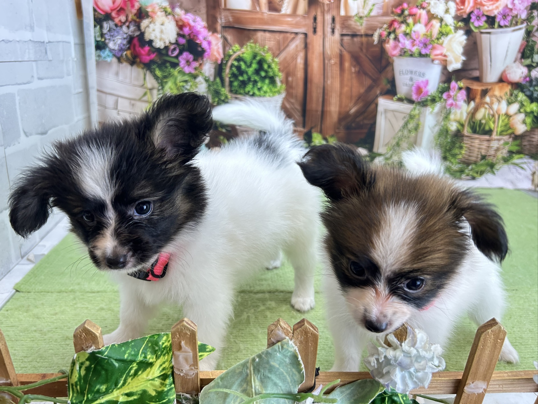 赤ちゃん写真3-3