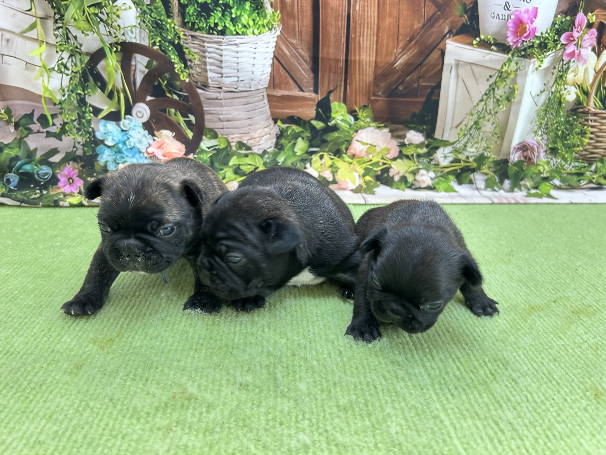 赤ちゃん写真1-3