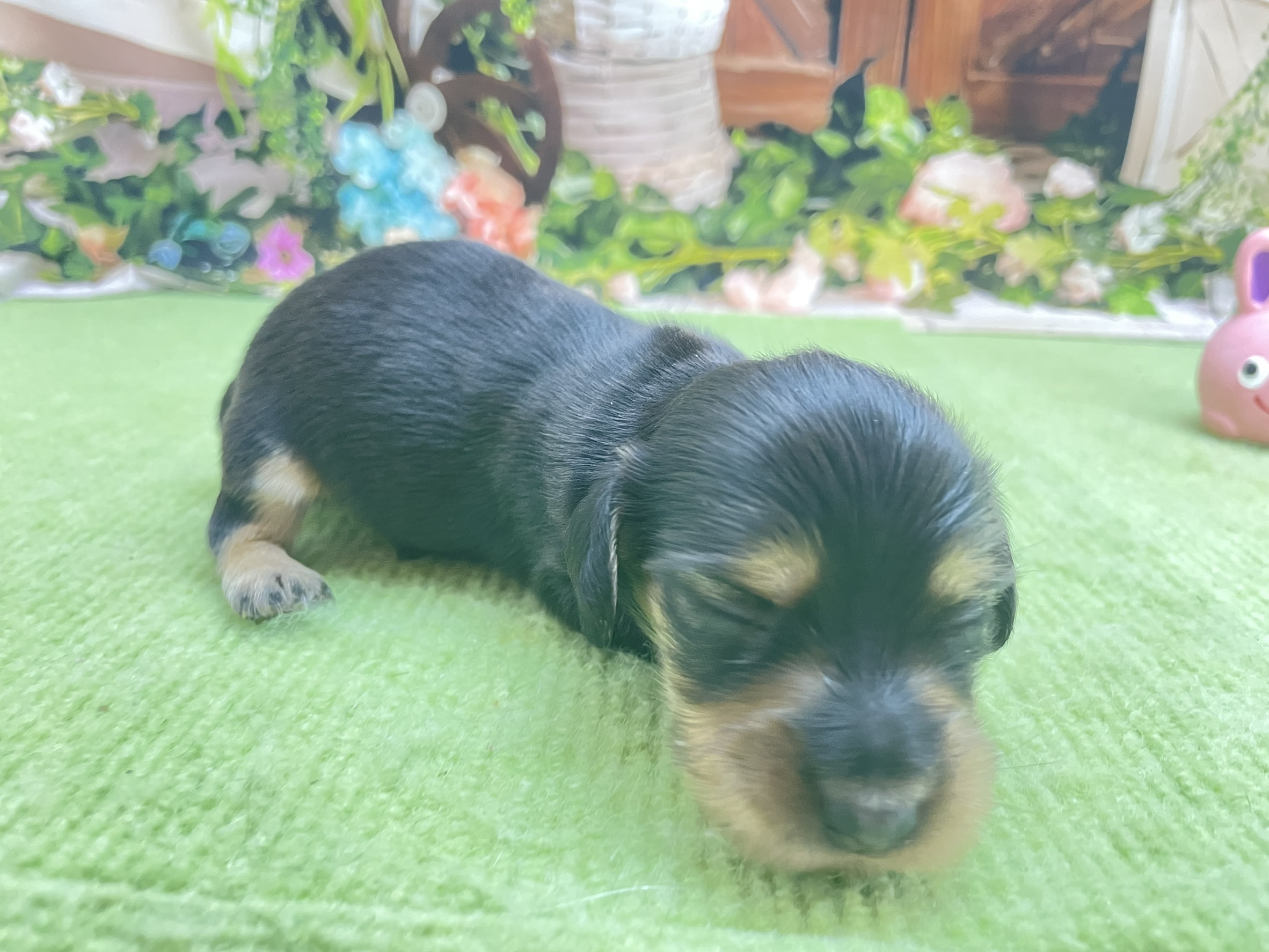赤ちゃん写真1-1